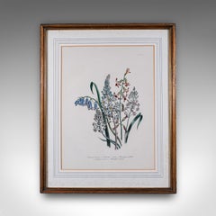 Vintage Botanical Picture, English, Framed, Foliate Art Print, After Jane Loudon