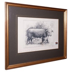 Vintage Hereford Bull Sketch, English, Framed Art, Stamp Proof, Barry Driscoll