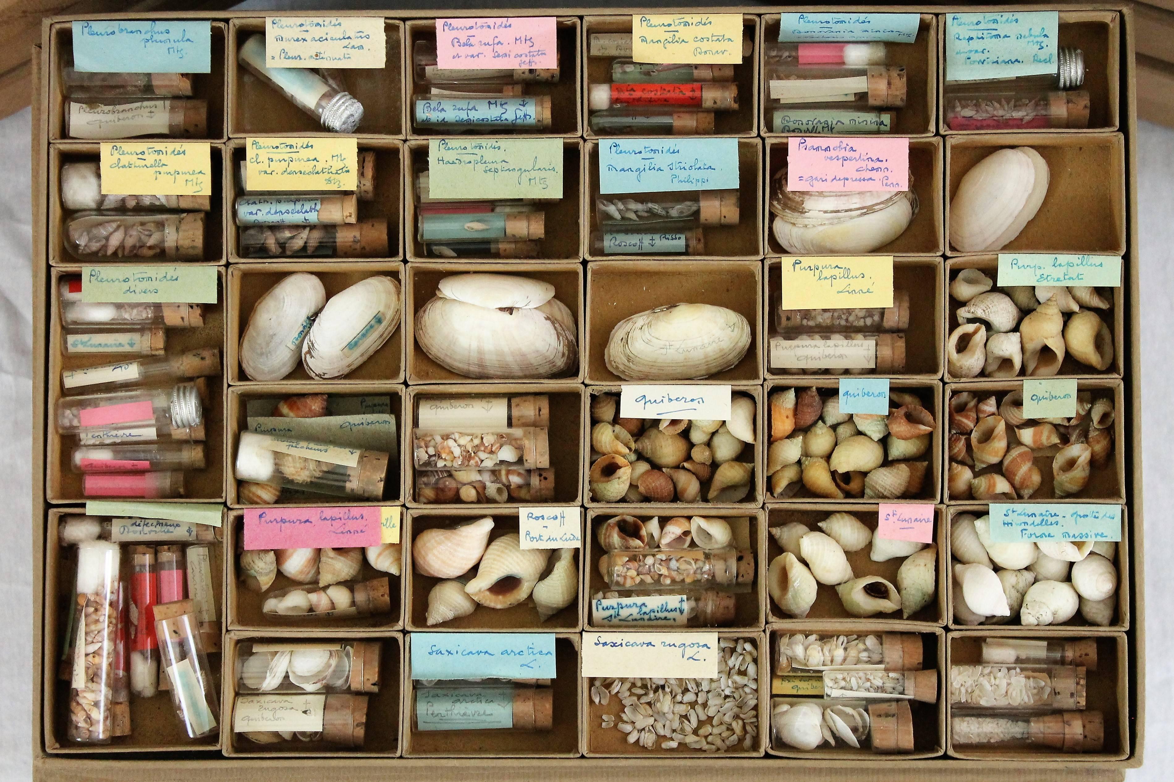 Collection of shells collected on the French and Mediterranean coasts including also some specimens from former French colonies. Collection assembled between the end of the 19th century and the beginning the 20th century.

Set composed of 73