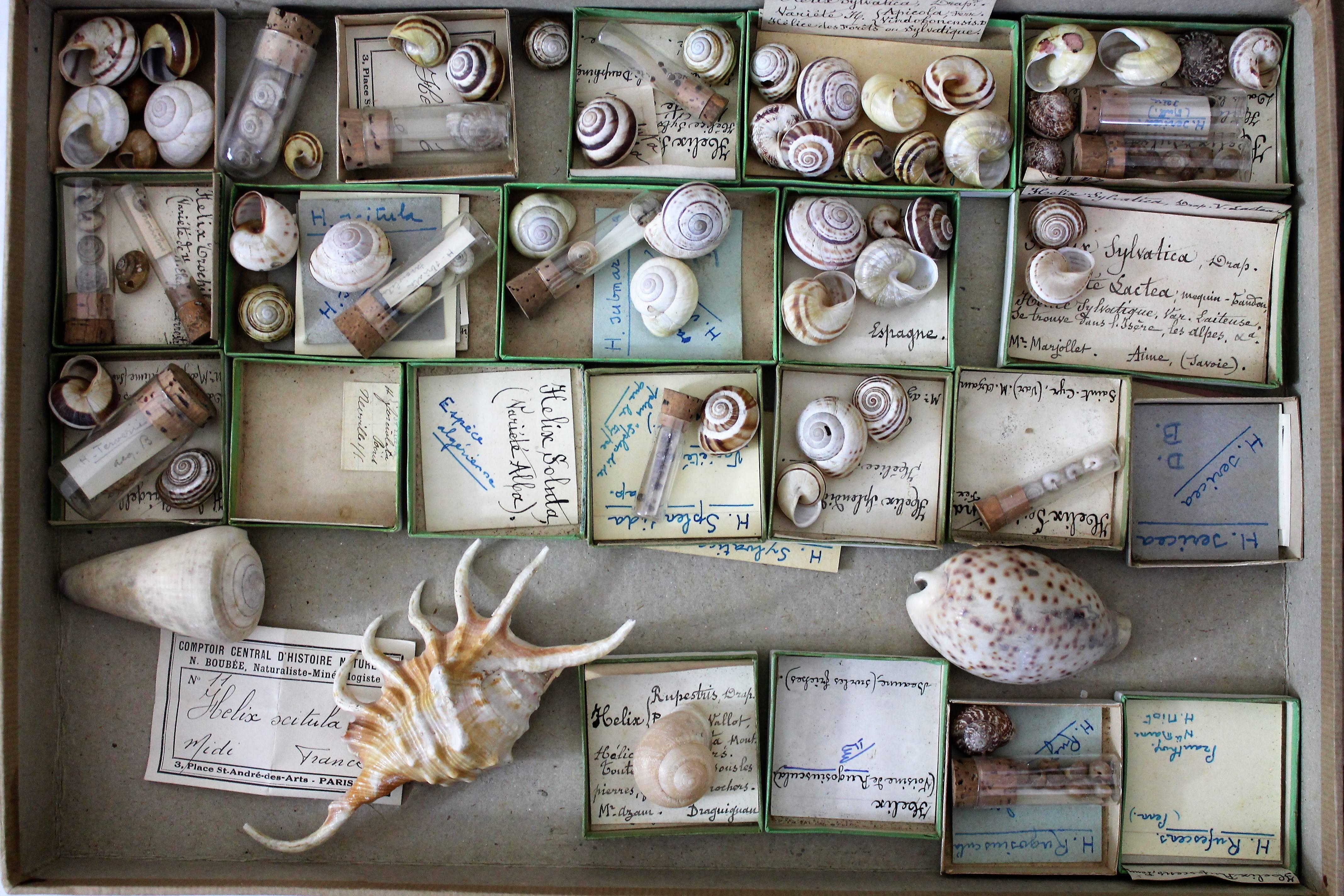 Large Collection of Shells, End of 19th-Early 20th Century In Good Condition In Beuzevillette, FR