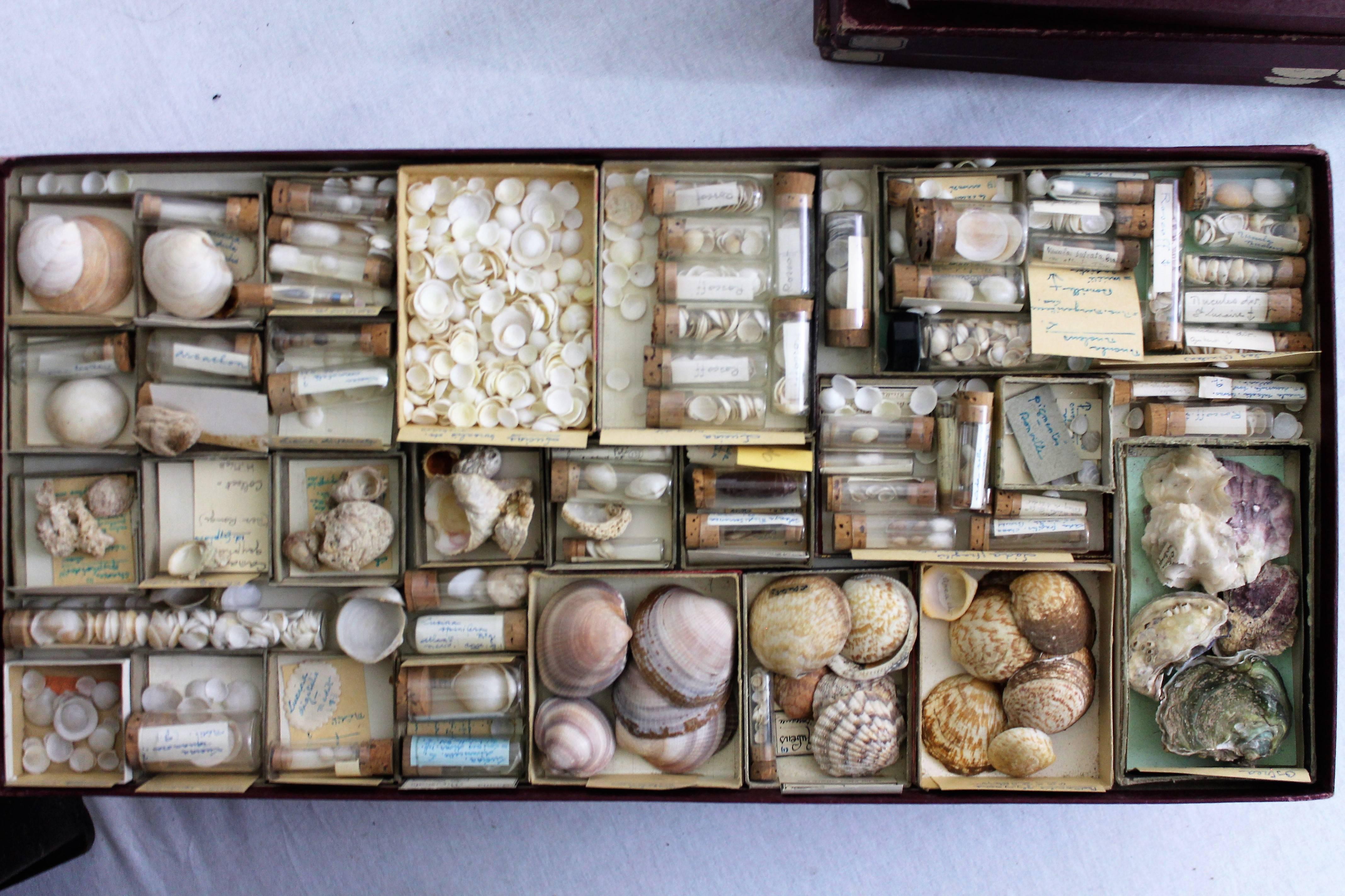 Large Collection of Shells, End of 19th-Early 20th Century 2
