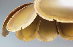 1960s Pair of Danish Brutalist Flower Brass Pendant by Holm Sorensen