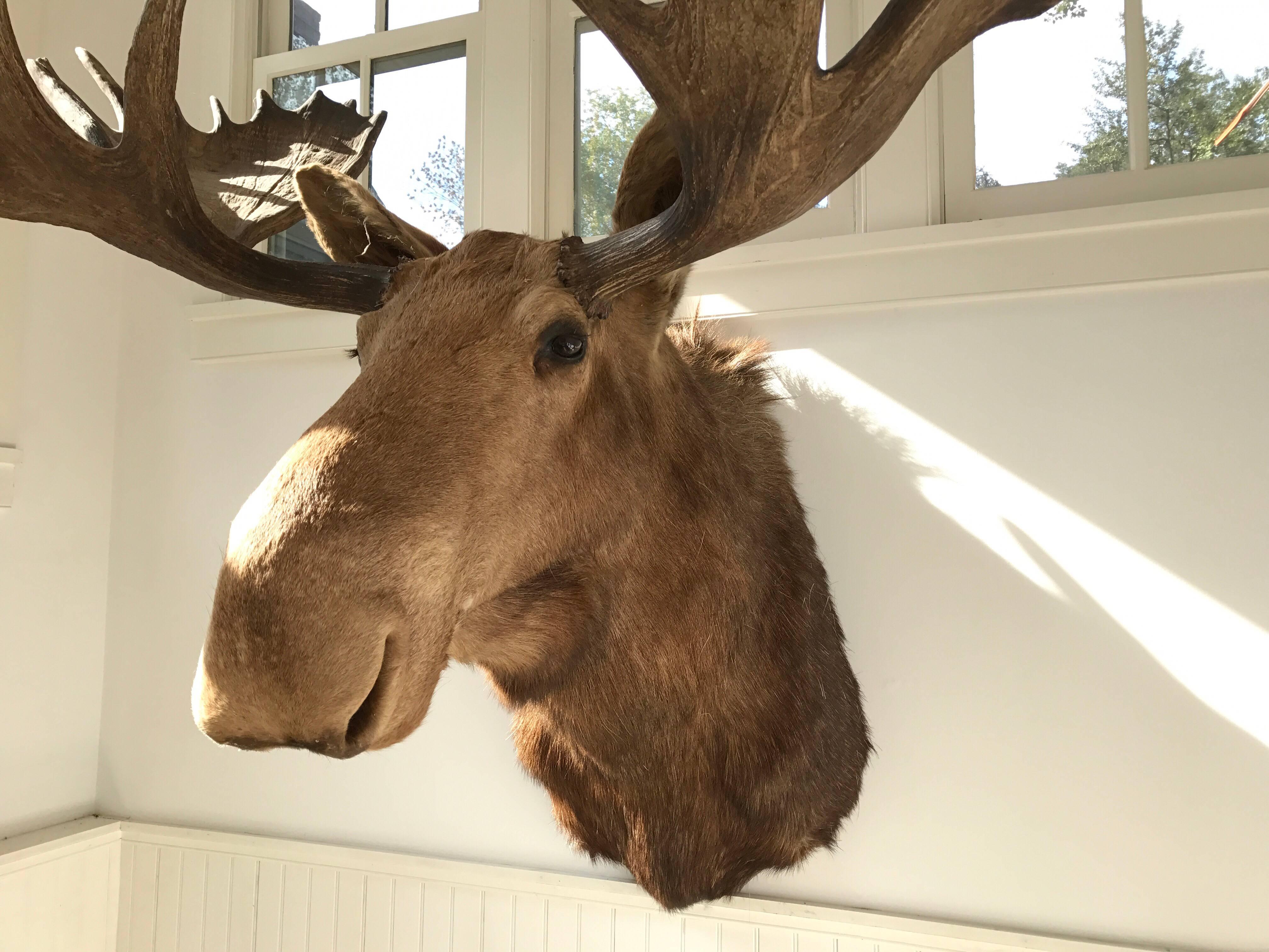 A massive shoulder mounted taxidermy of a moose. Large proportion of nearly 61