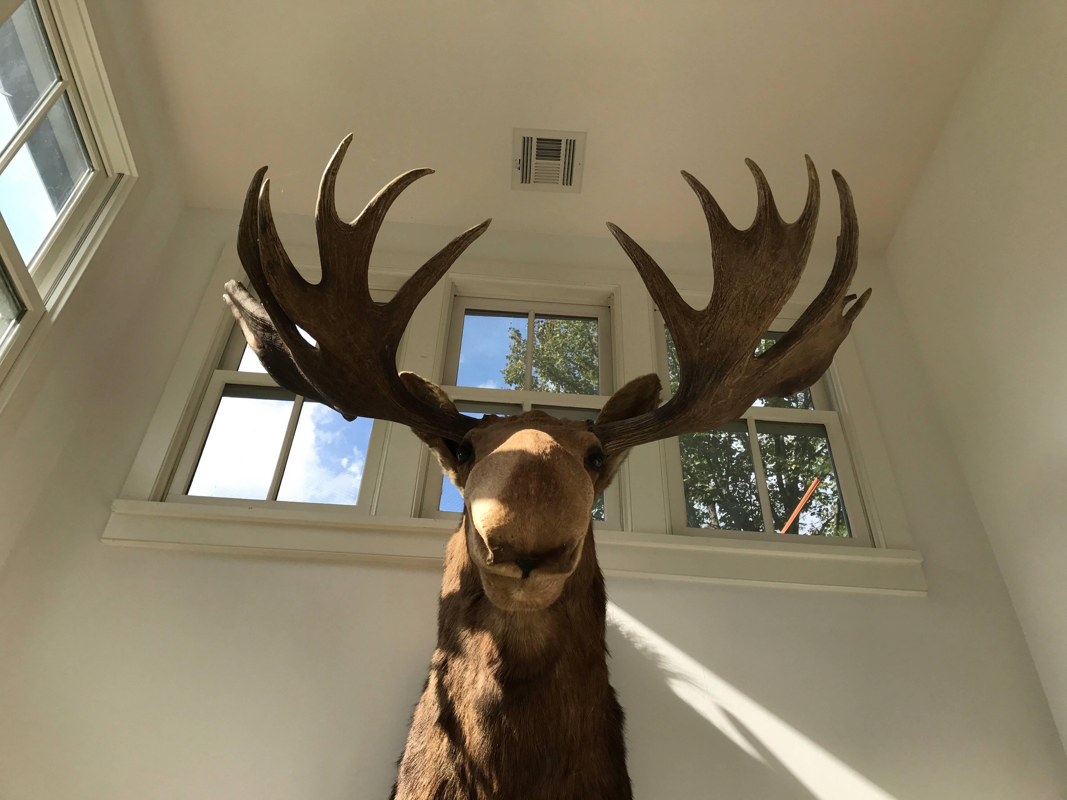 moose taxidermy for sale