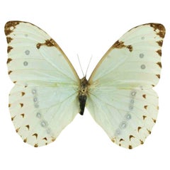 1970s Modern Stuffed Butterfly Decorative Object from Brazil