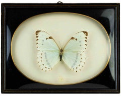 1970s Modern Stuffed Butterfly Decorative Object from Brazil