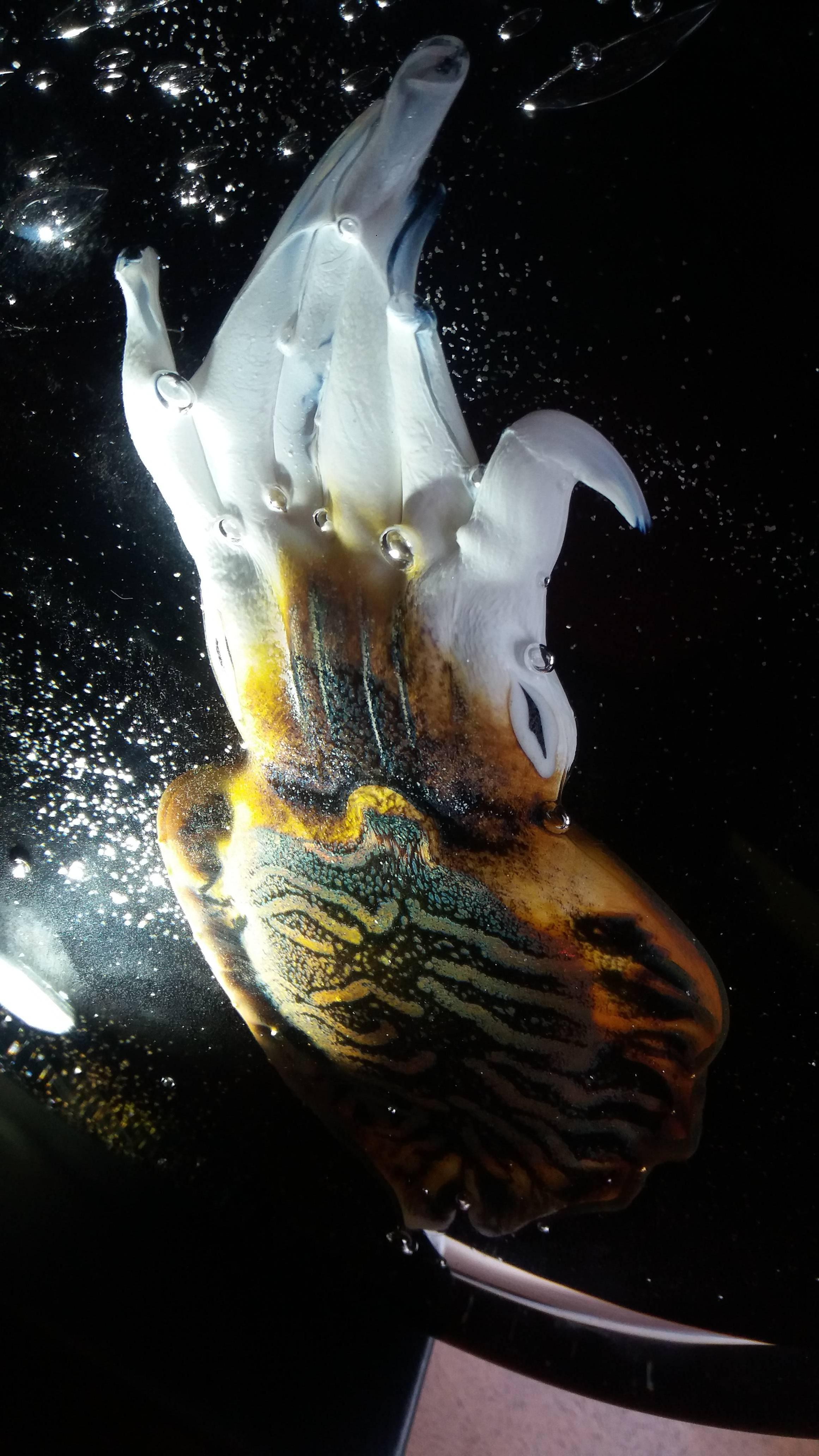 Contemporary Lit Blown Murano Glass Modern Italian Aquarium Table Lamp, 2015 For Sale