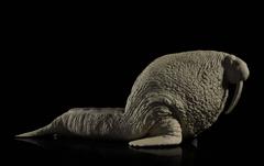 The Walrus Chair by Maximo Riera, Made to order, 21st Century