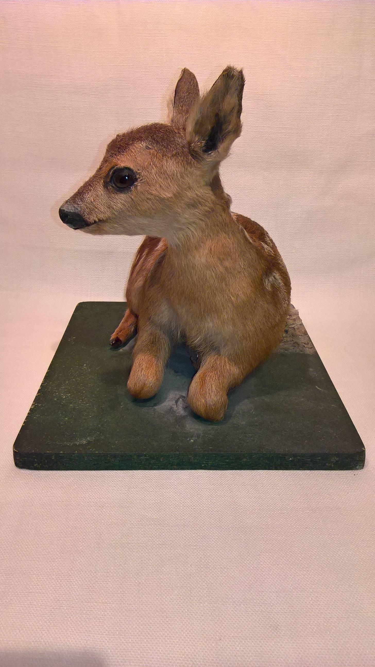A very rare and very small stuffed real Bambi. Laying on a green painted wooden piece. Eyes in glass. The fur is in excellent condition. One ear has a small fur fault. Great decoration piece in the style of black forest