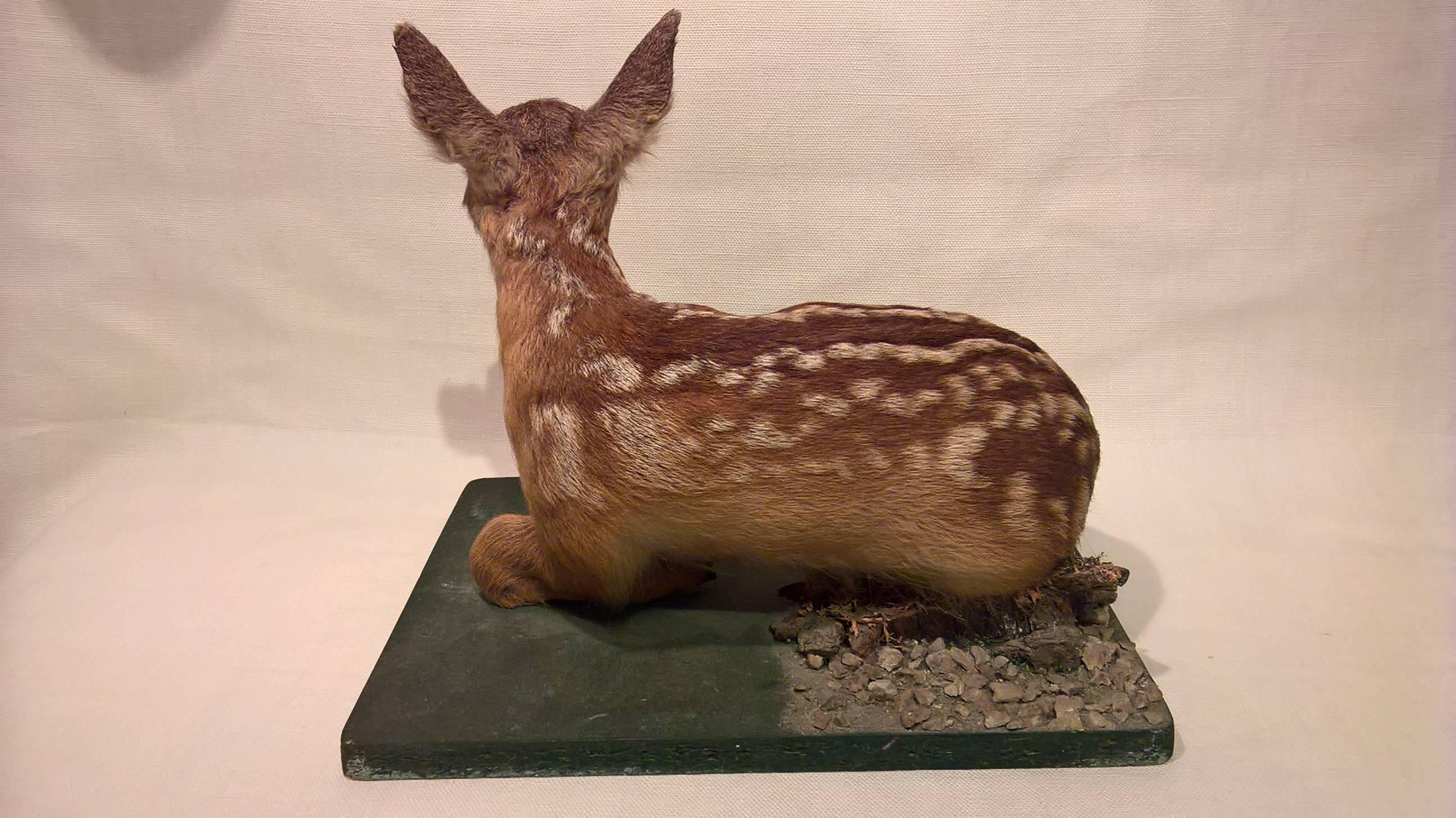 Mitte des 20. Jahrhunderts Taxidermie-Gemälde auf grünem, bemaltem Sockel (Schwarzwald) im Angebot