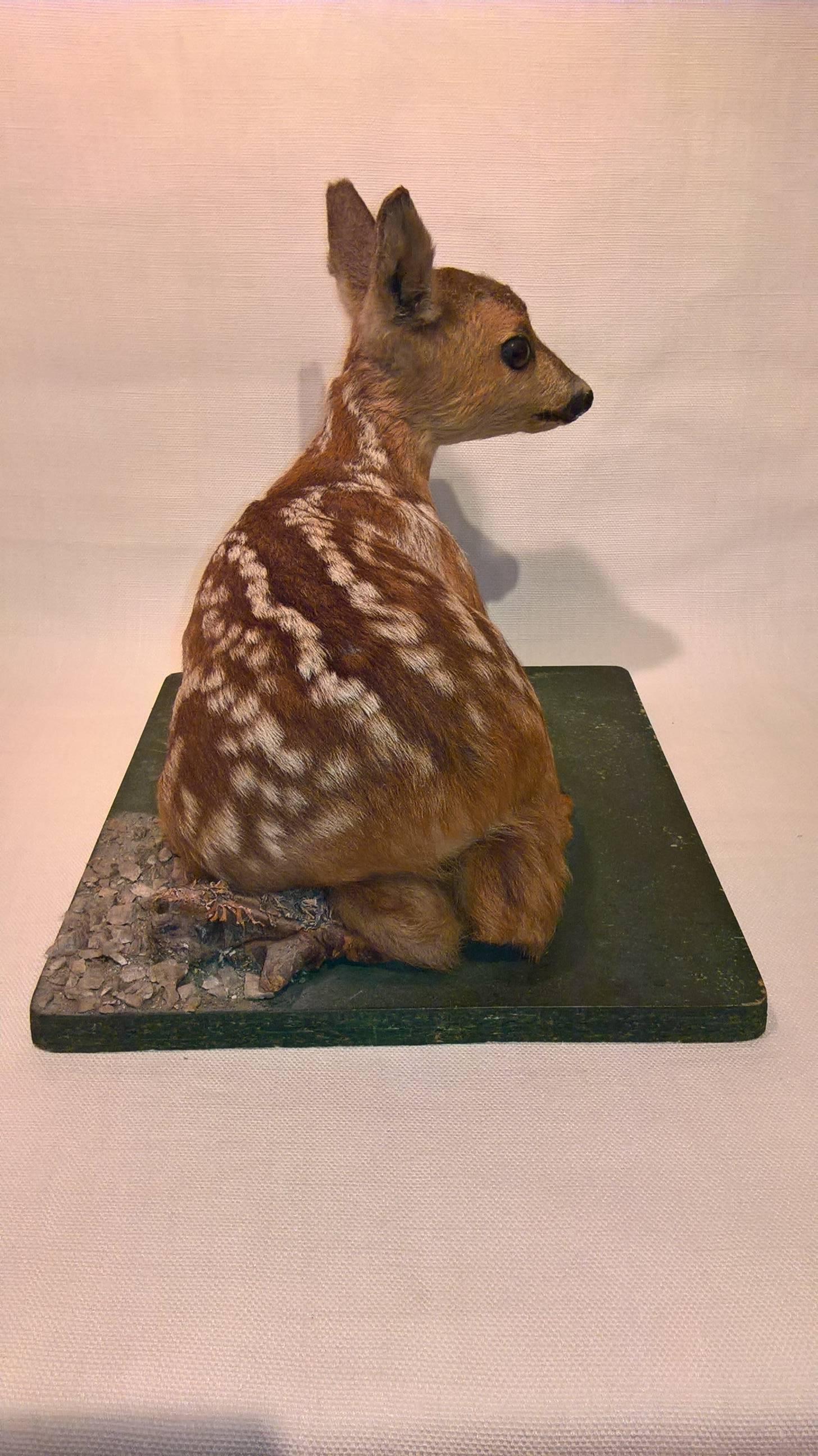 fawn taxidermy form