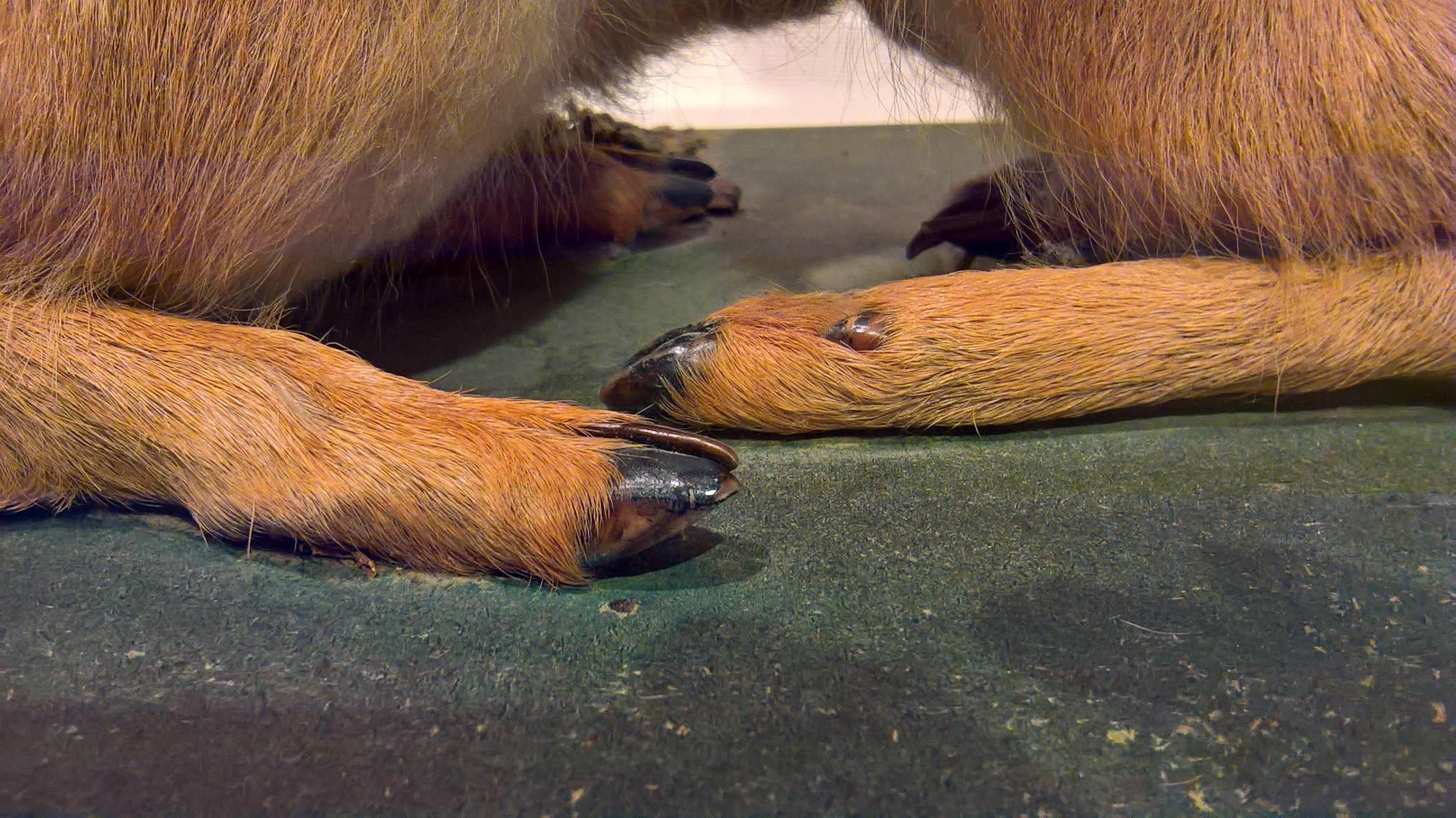 Mitte des 20. Jahrhunderts Taxidermie-Gemälde auf grünem, bemaltem Sockel im Zustand „Relativ gut“ im Angebot in Kitzbuhel, AT