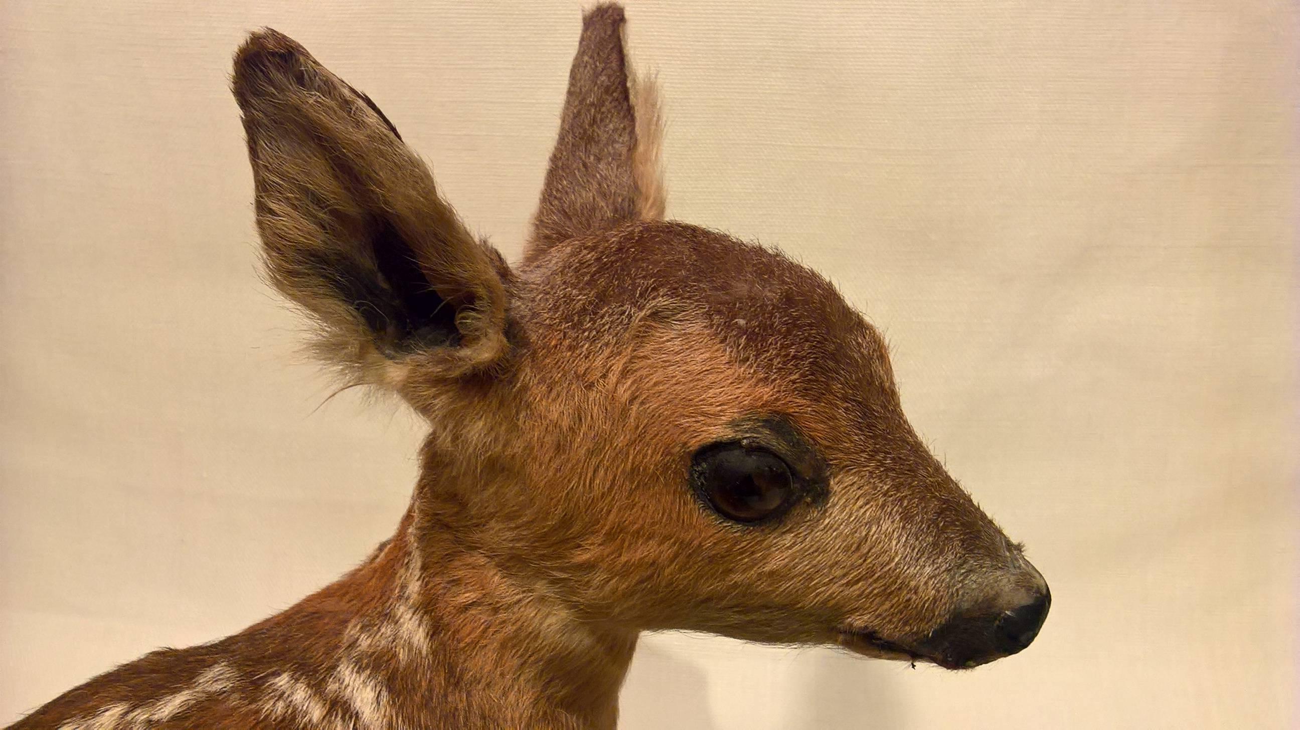 Austrian Mid-20th Century Black Forest Small Taxidermy Fawn on Green Painted Plinth For Sale