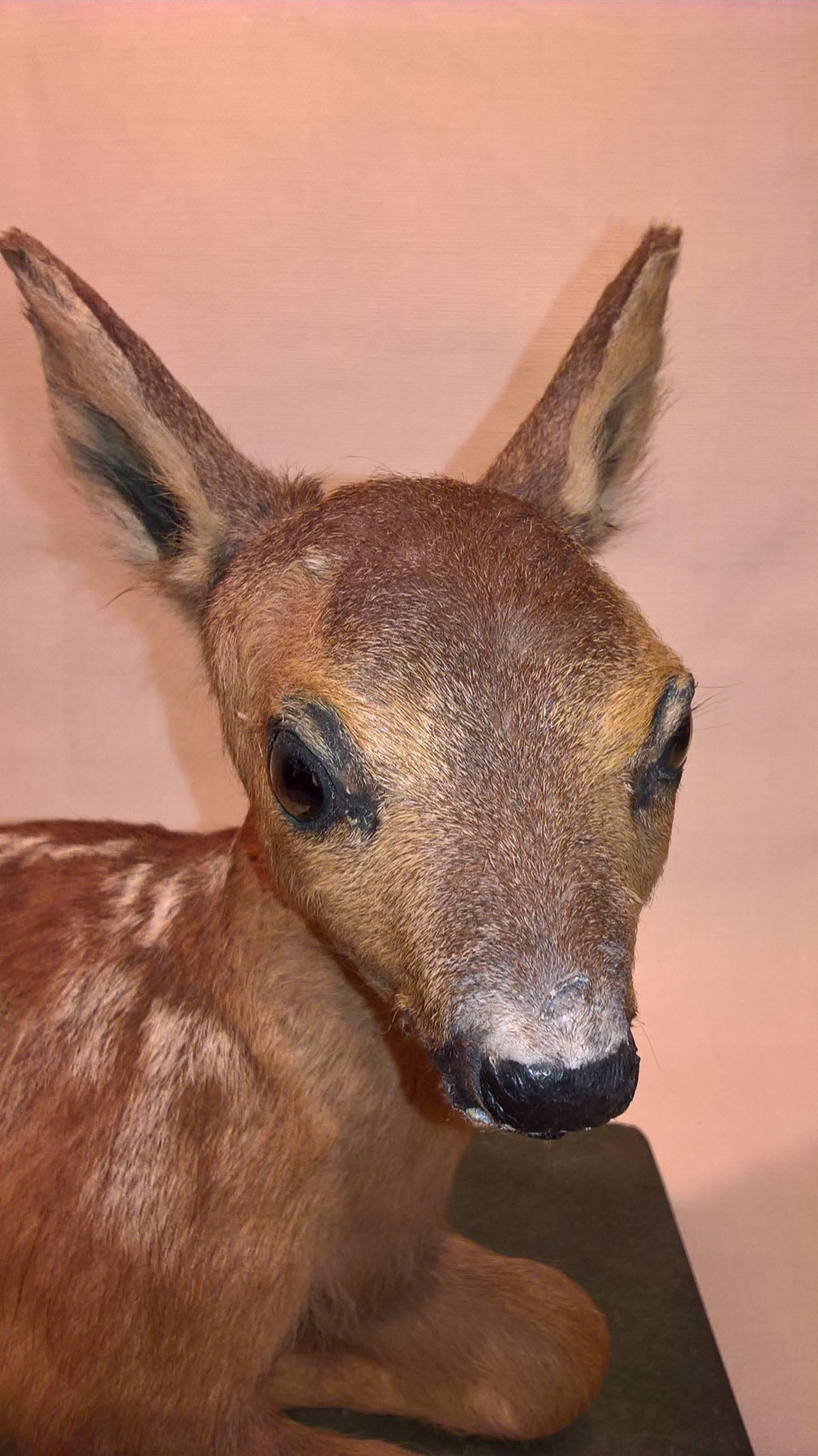 Mitte des 20. Jahrhunderts Taxidermie-Gemälde auf grünem, bemaltem Sockel im Angebot 1