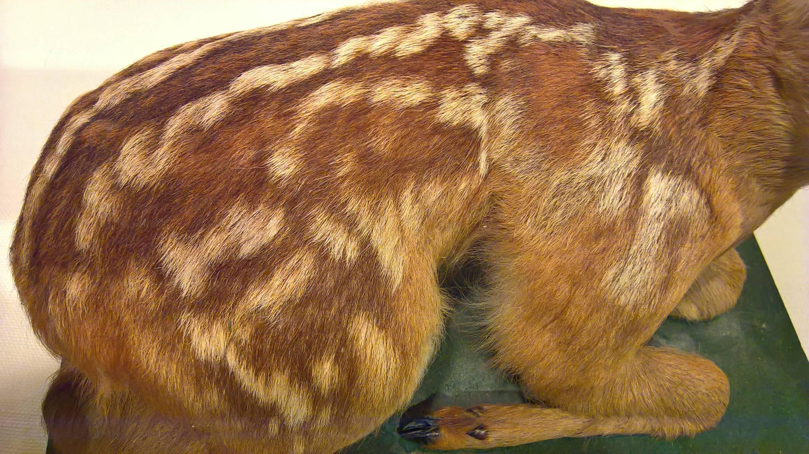 Fur Mid-20th Century Black Forest Small Taxidermy Fawn on Green Painted Plinth For Sale