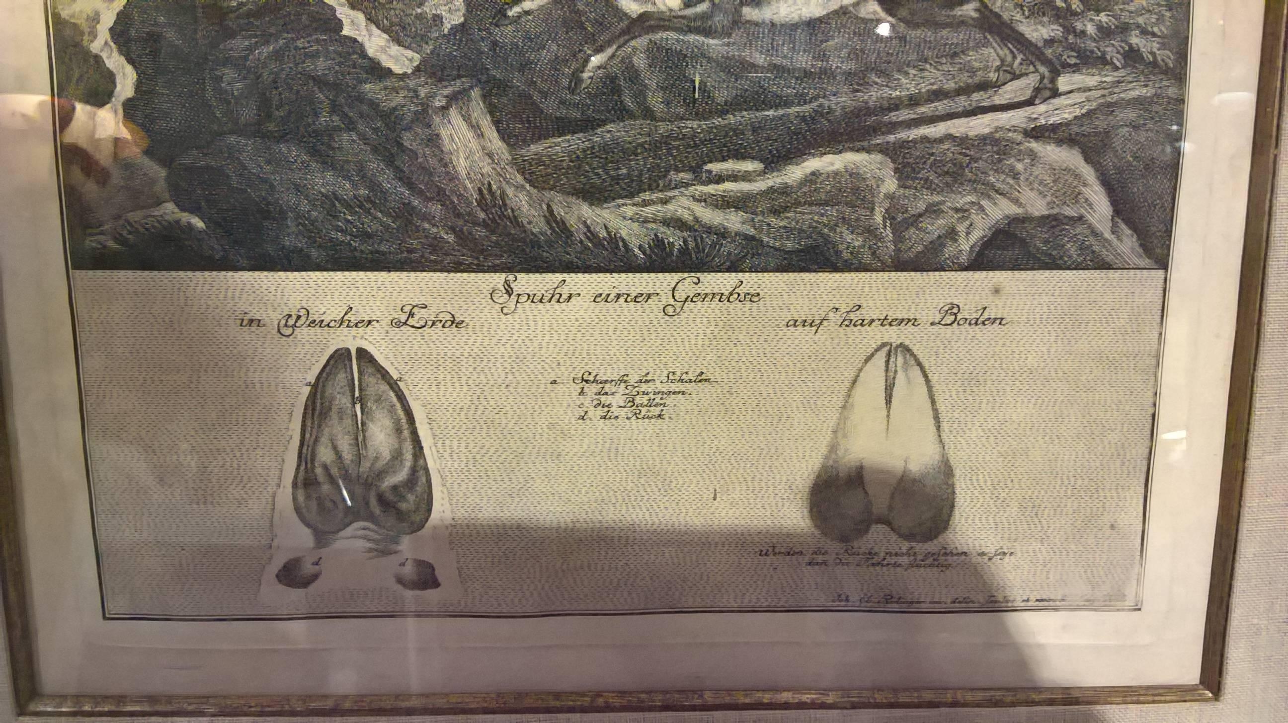 18th Century German Black Forest engraving by Johann Elias Ridinger In Excellent Condition In Kitzbuhel, AT