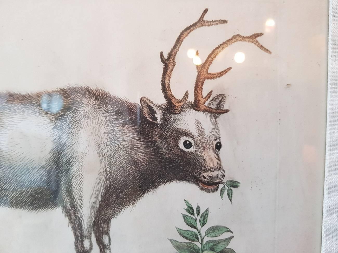 Greenland Buck by George Edwards, Hand-Colored Antique Bird Print, circa 1743 In Excellent Condition For Sale In Raalte, NL