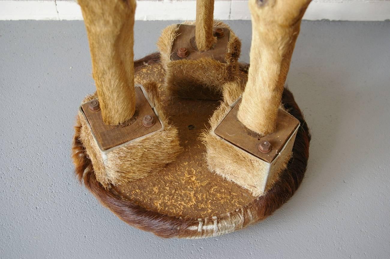 1960s Deer Stool from France In Fair Condition In Raalte, NL