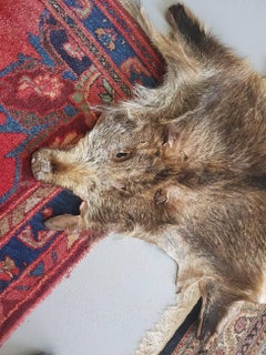 Vintage Wild Boar Skin Rug