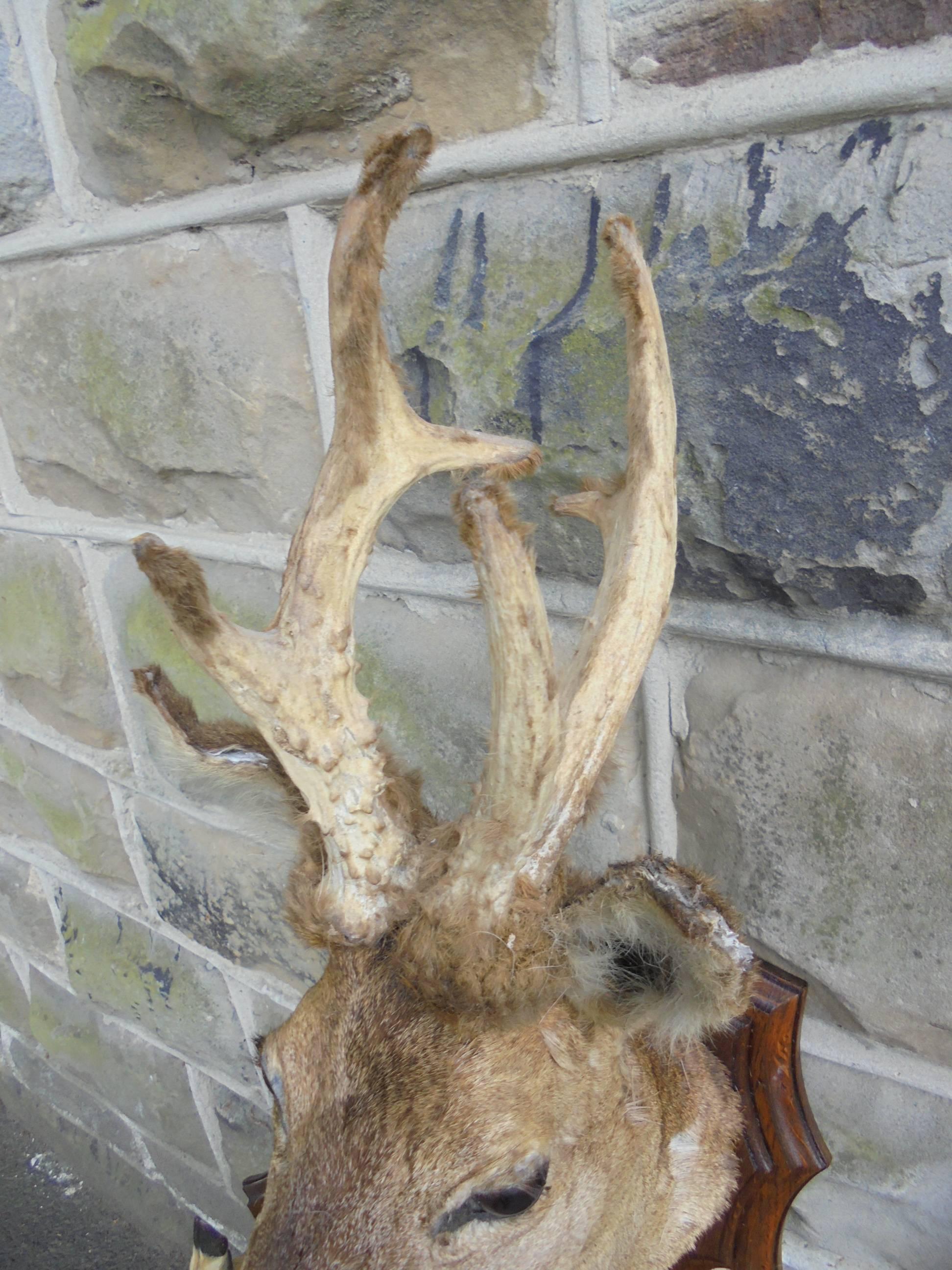 Edwardian Antique Oak and Taxidermy Wall Mounting Hat Coat Rack