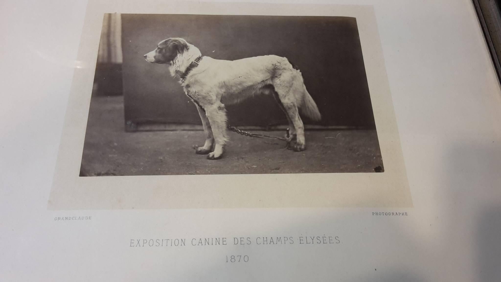 Photographs from 1870 portrait of dogs exposition canine des Champs Elysees / silver prints by Grandclaude recently framed.