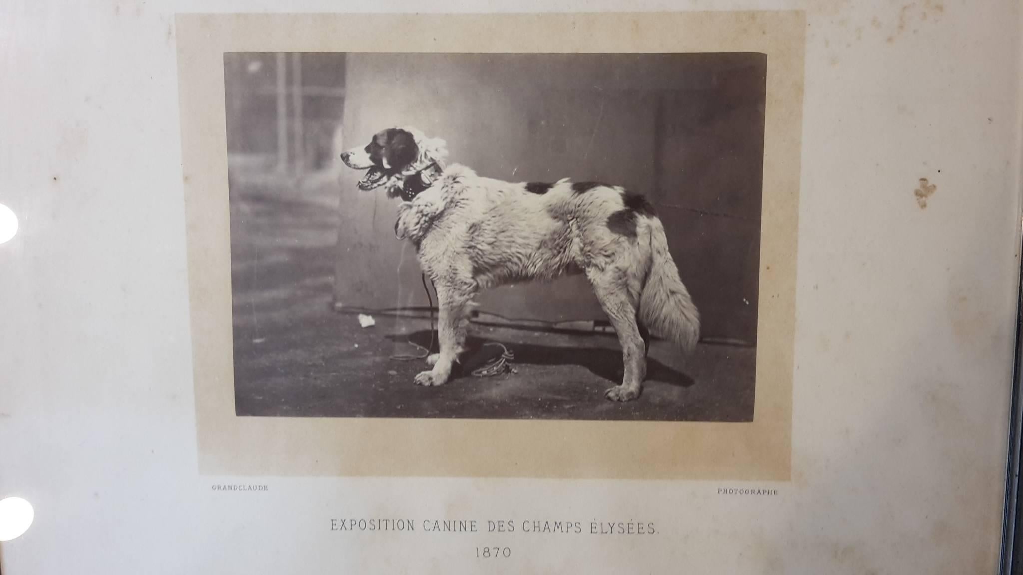 Late 19th Century Silver Prints from 1870 Portrait of Dog Exposition Canine Des Champs Elysees For Sale