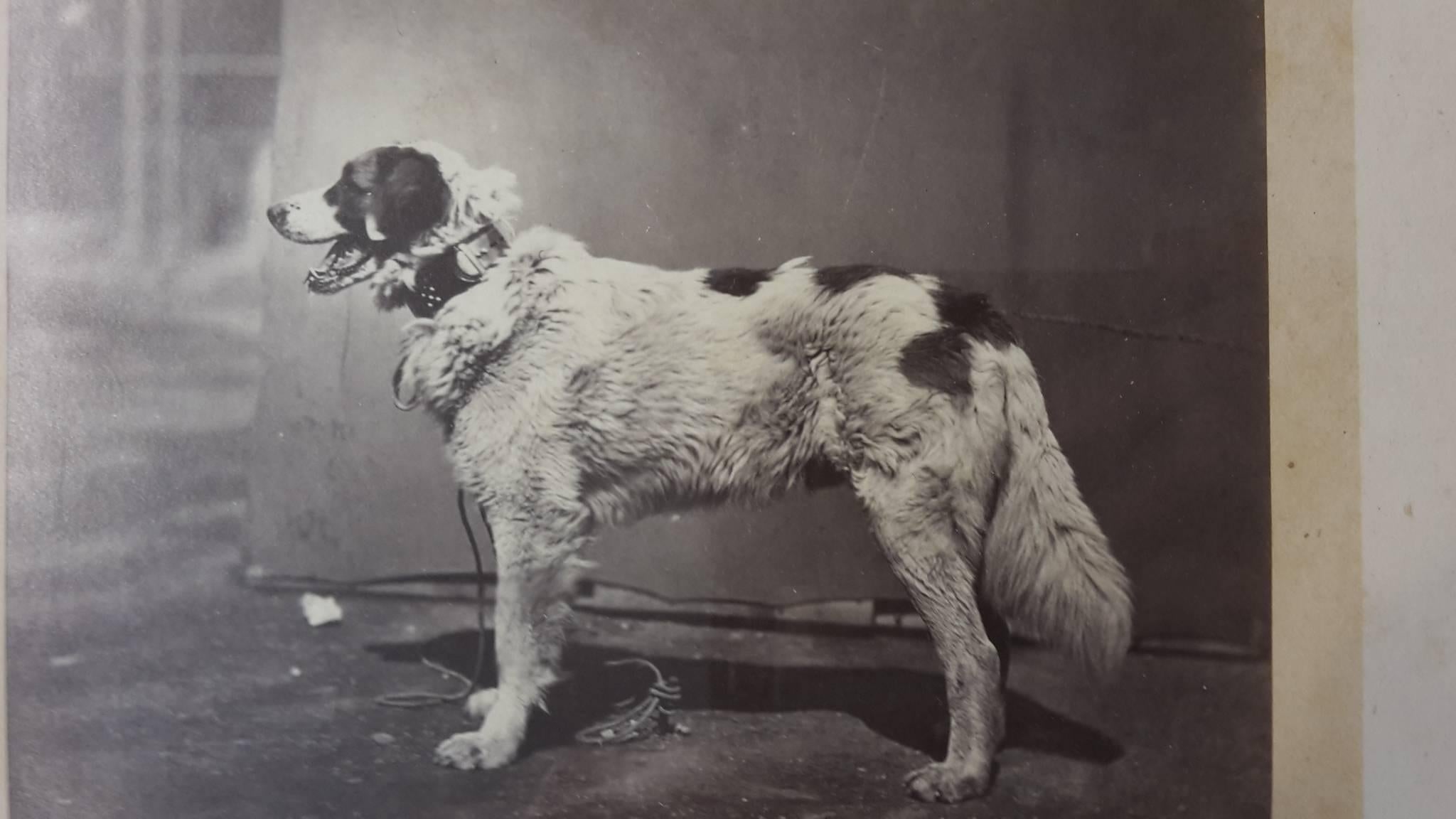 Other Silver Prints from 1870 Portrait of Dog Exposition Canine Des Champs Elysees For Sale