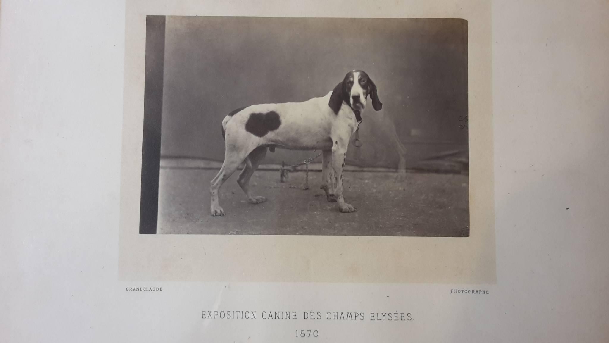Silver Prints from 1870 Portrait of Dog Exposition Canine Des Champs Elysees For Sale 1