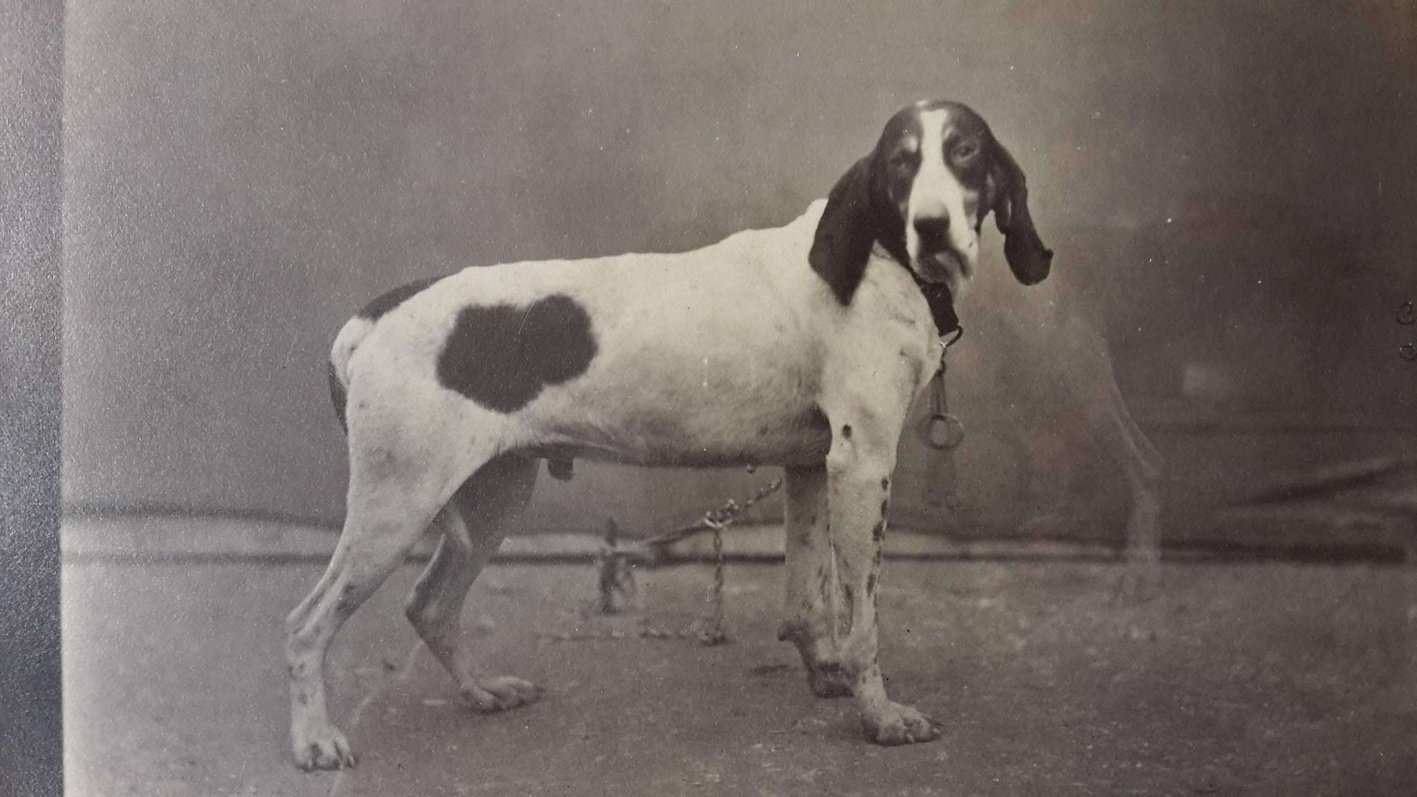 Silver Prints from 1870 Portrait of Dog Exposition Canine Des Champs Elysees For Sale 2