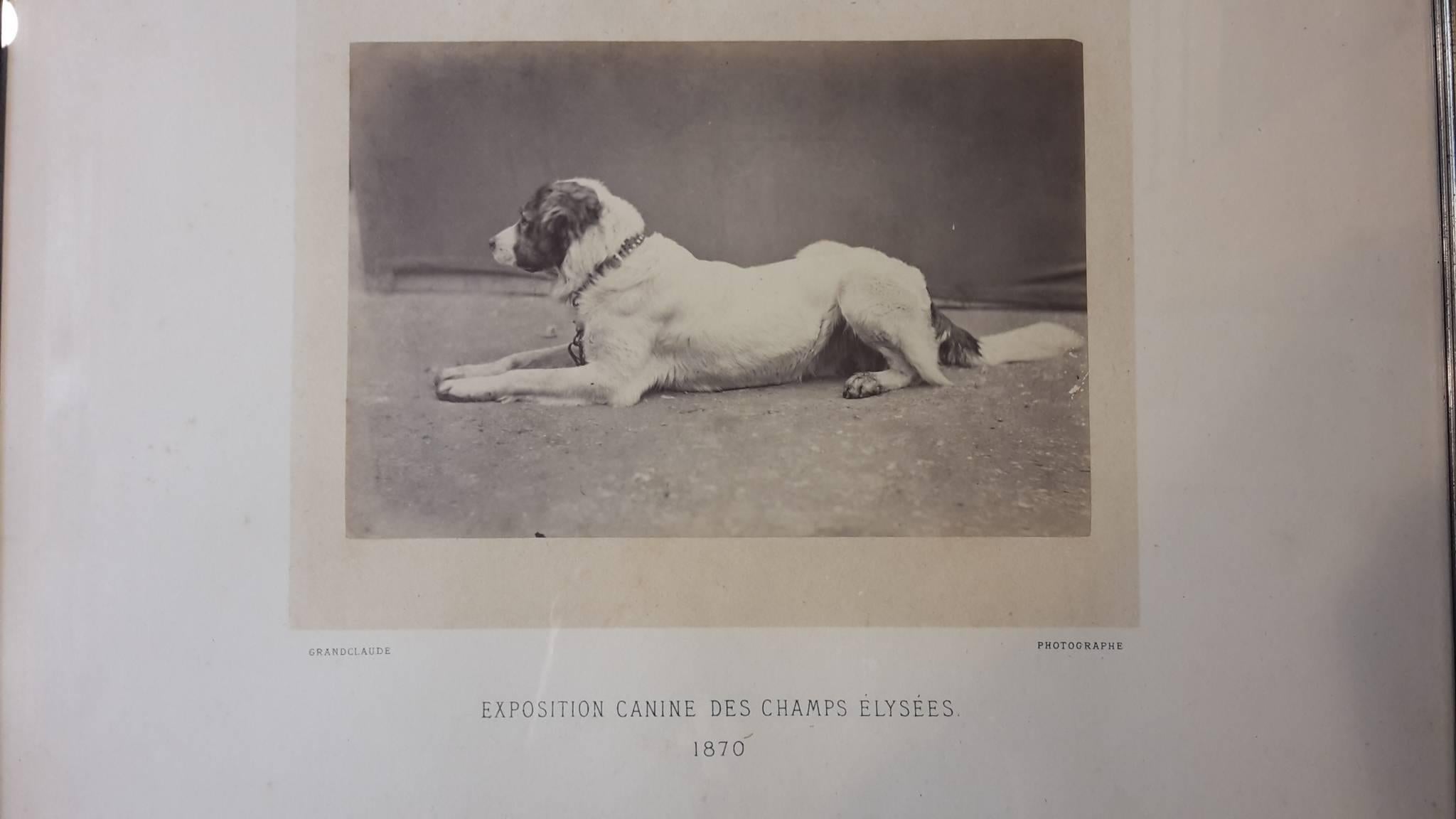Silver Prints from 1870 Portrait of Dog Exposition Canine Des Champs Elysees For Sale 3
