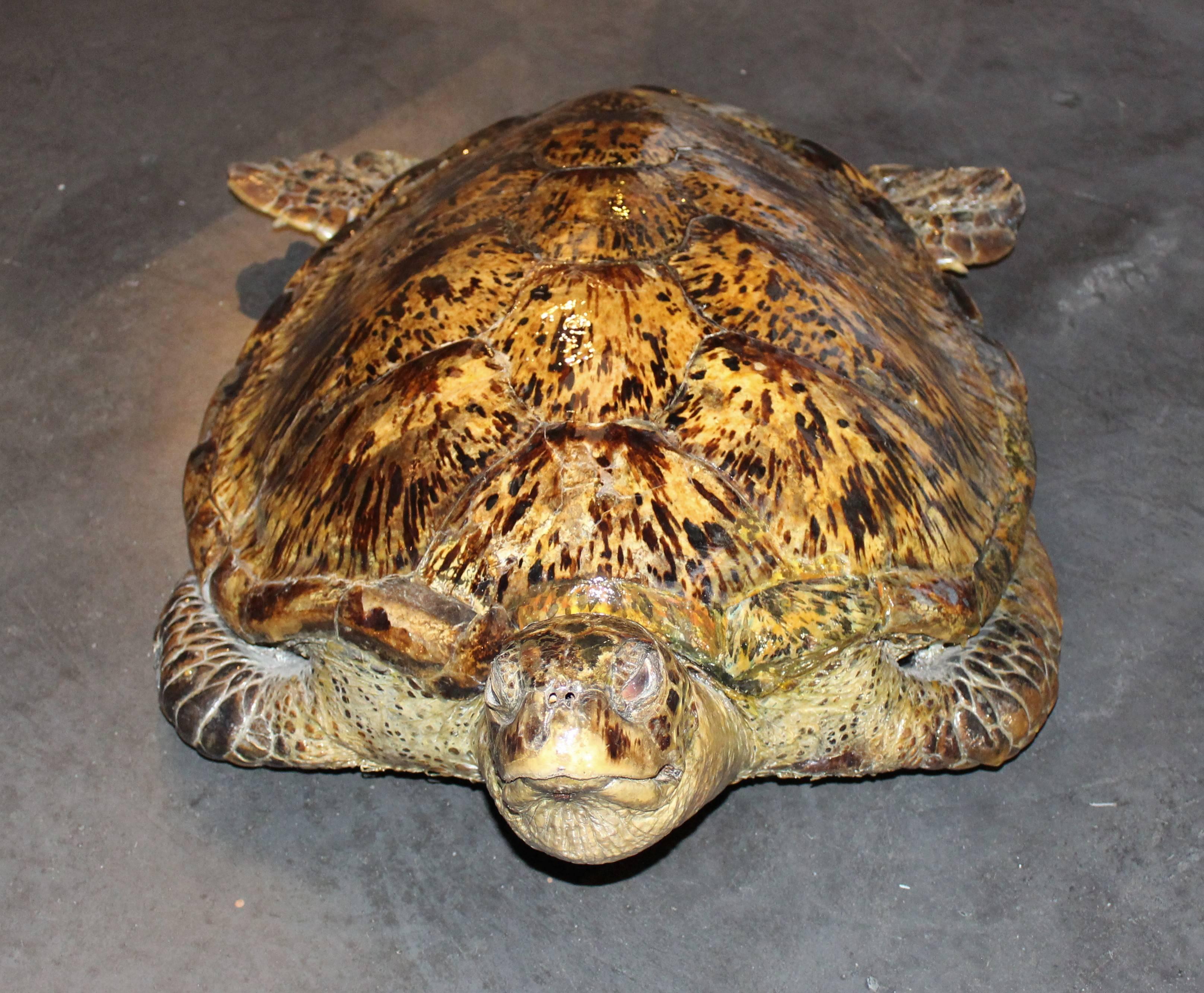 This Old Turtle is in a exceptionel condition.
large size and the shell has a nice patina.