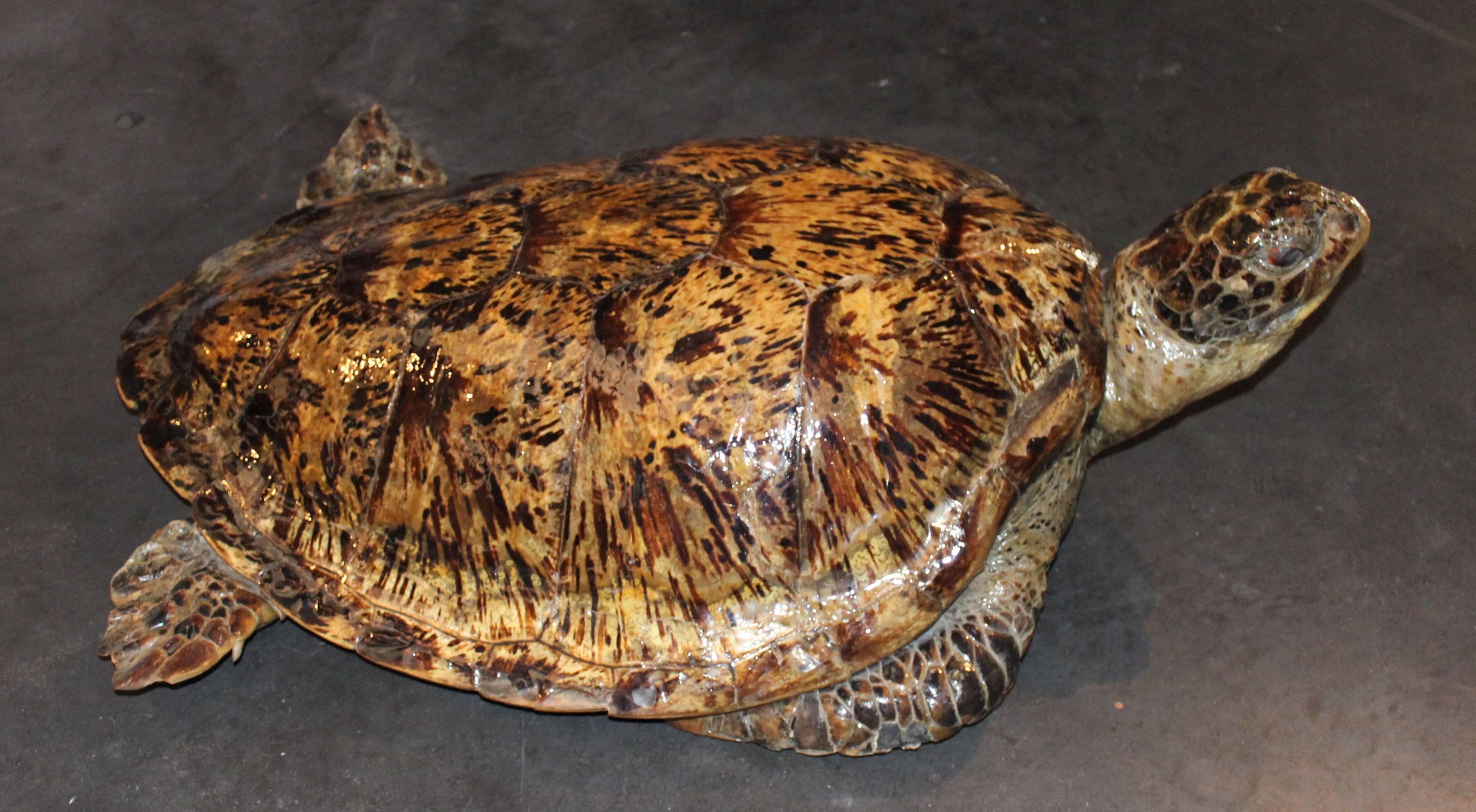 Oceanic Very Large and Old Sea Turtle Taxidermy  For Sale