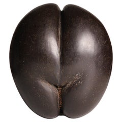 19th Century Coco de Mer Shell – A Polished Natural Wonder