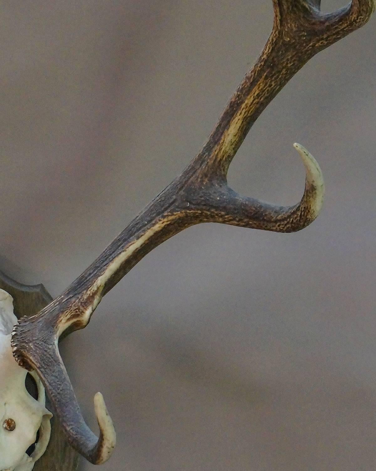 Set of eleven-point antlers on a red deer skull, mounted on wooden shield. From the Hessischer Wald, circa 1900.
