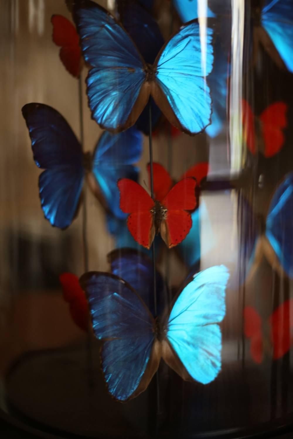 Collection of Domed Butterflies, Blue and Red In Excellent Condition In Tadcaster, GB