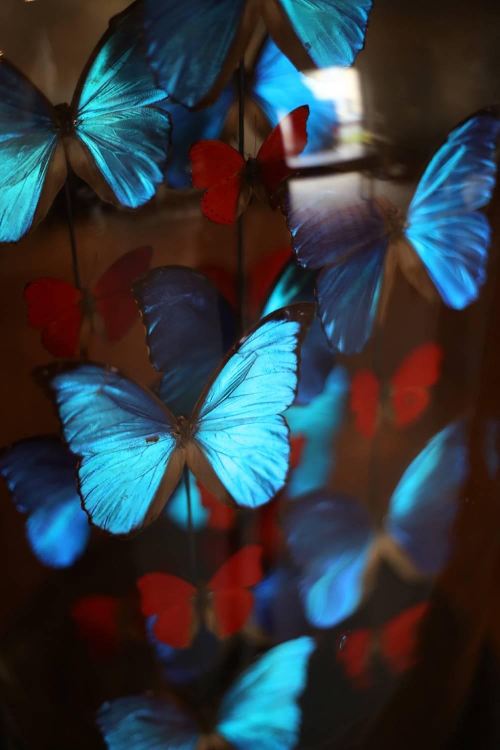 Peruvian Collection of Domed Butterflies, Blue and Red