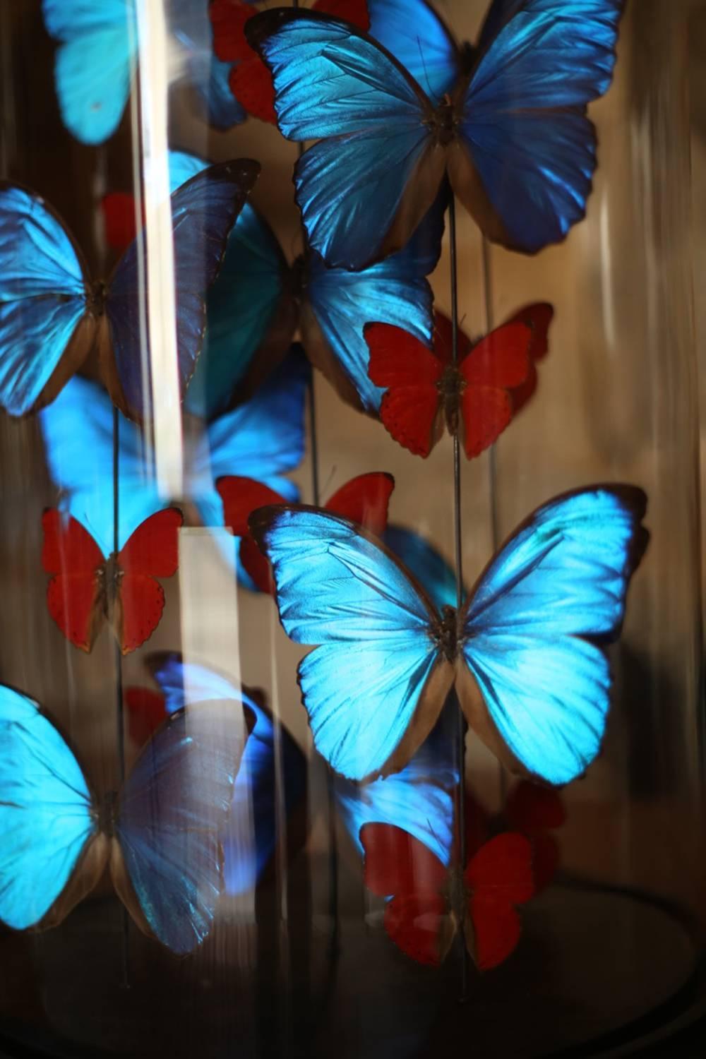 Contemporary Collection of Domed Butterflies, Blue and Red