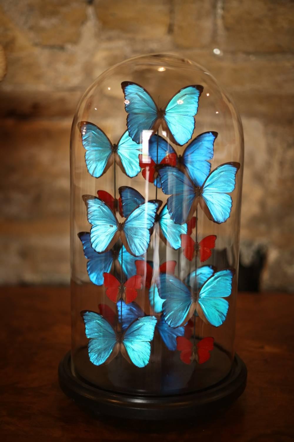 Modern Collection of Domed Butterflies, Blue and Red