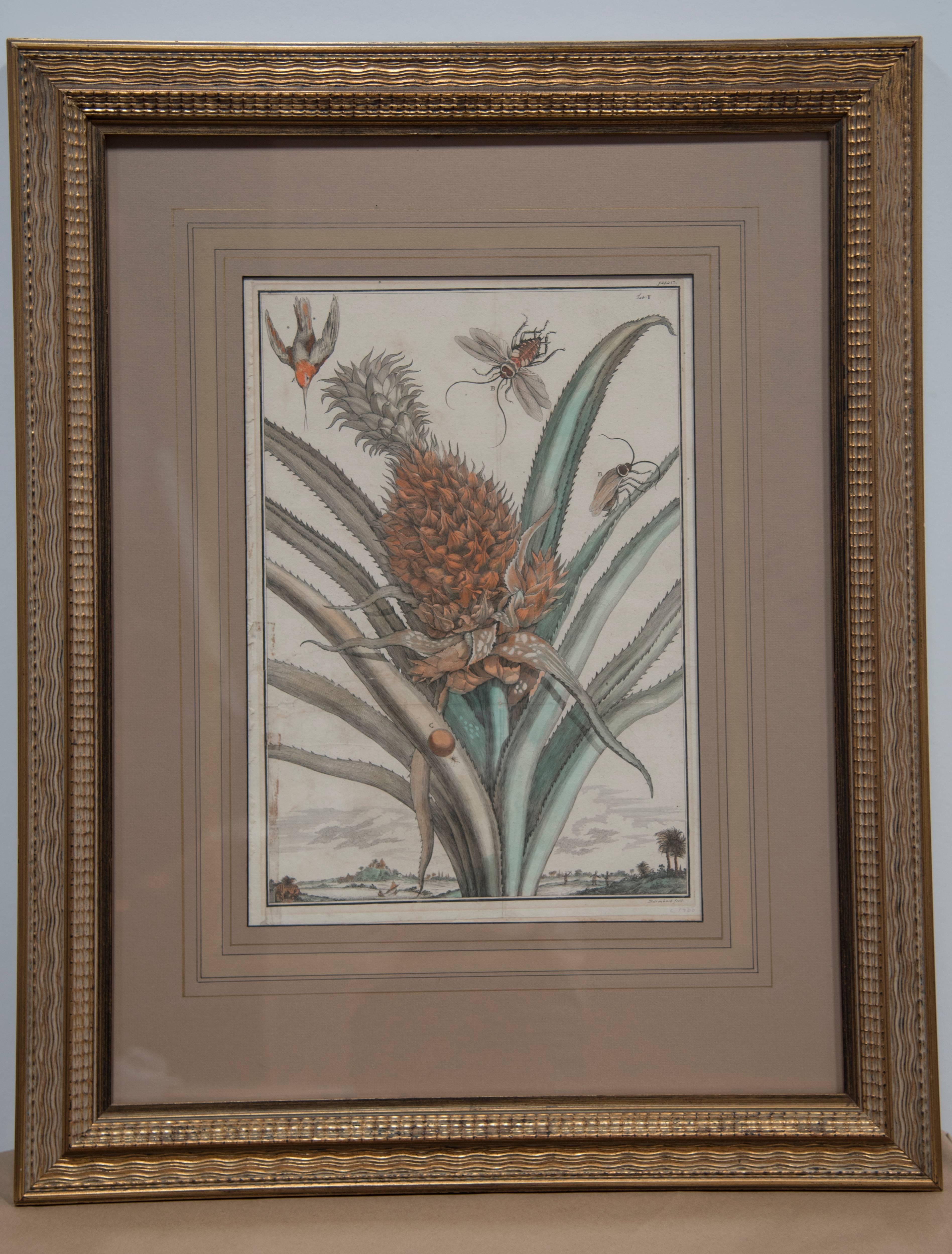 Paper Pair of 17th Century Pineapple Engravings For Sale