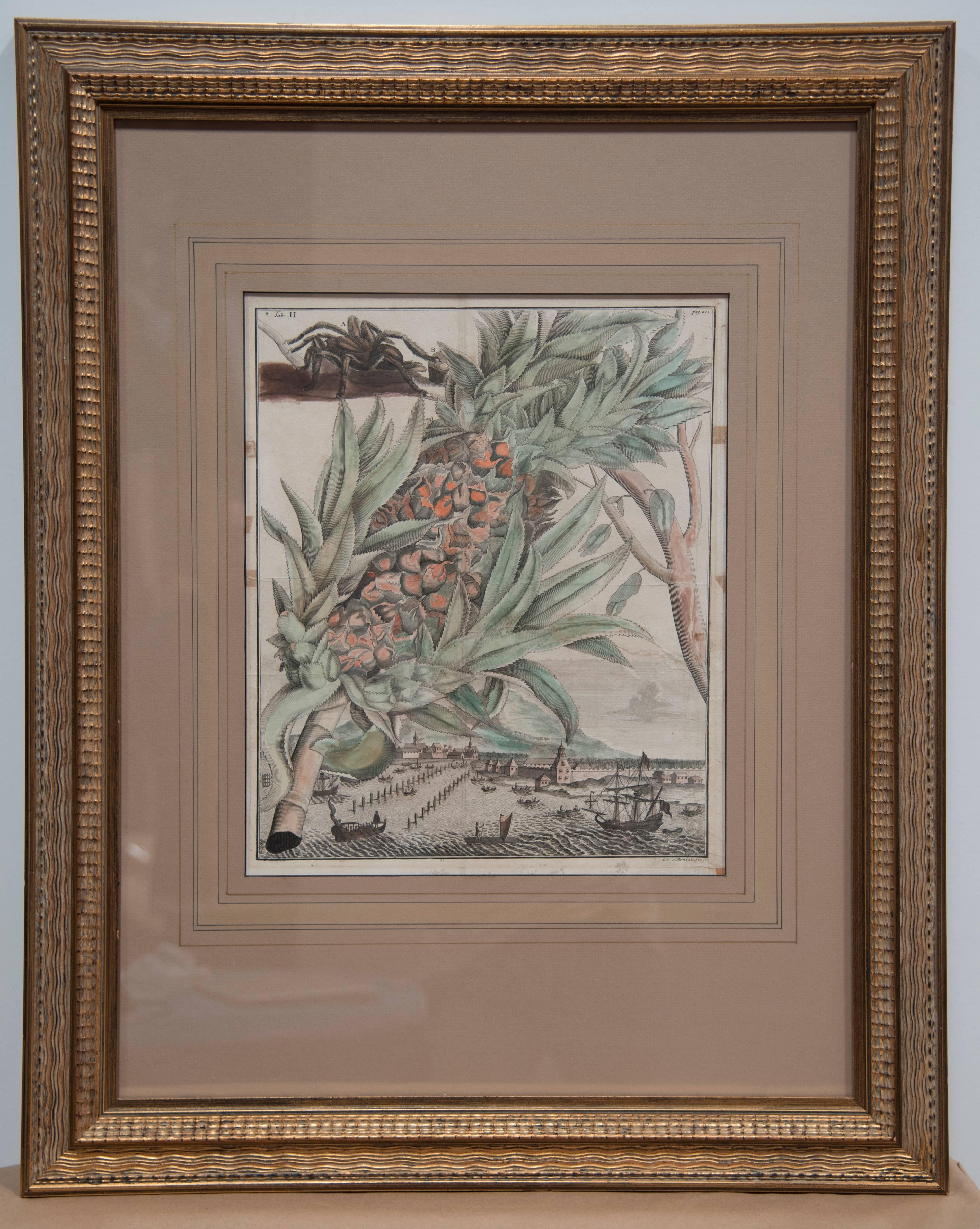 Paire de gravures d'ananas du 17ème siècle en vente 2