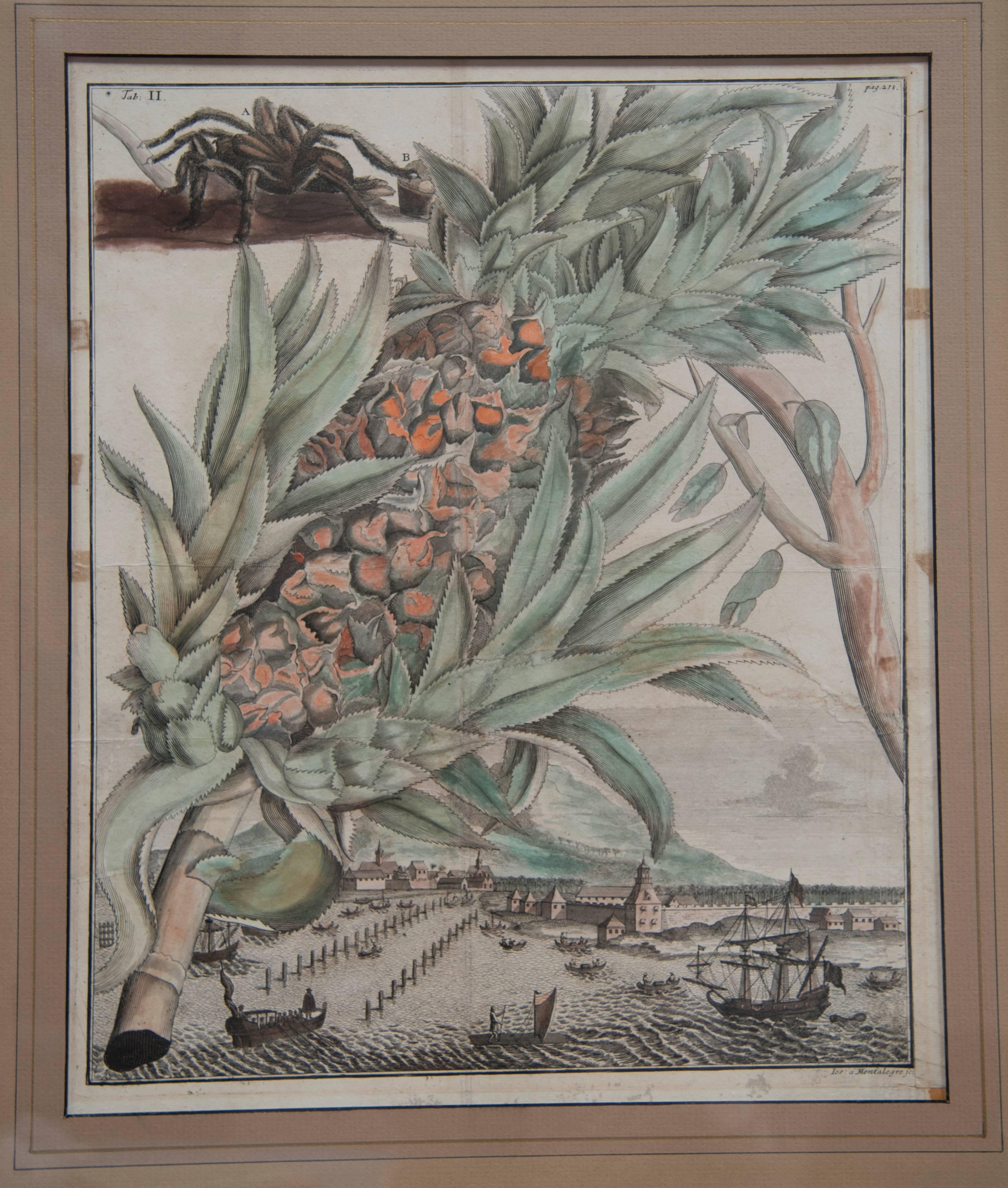 Pair of 17th Century Pineapple Engravings For Sale 4