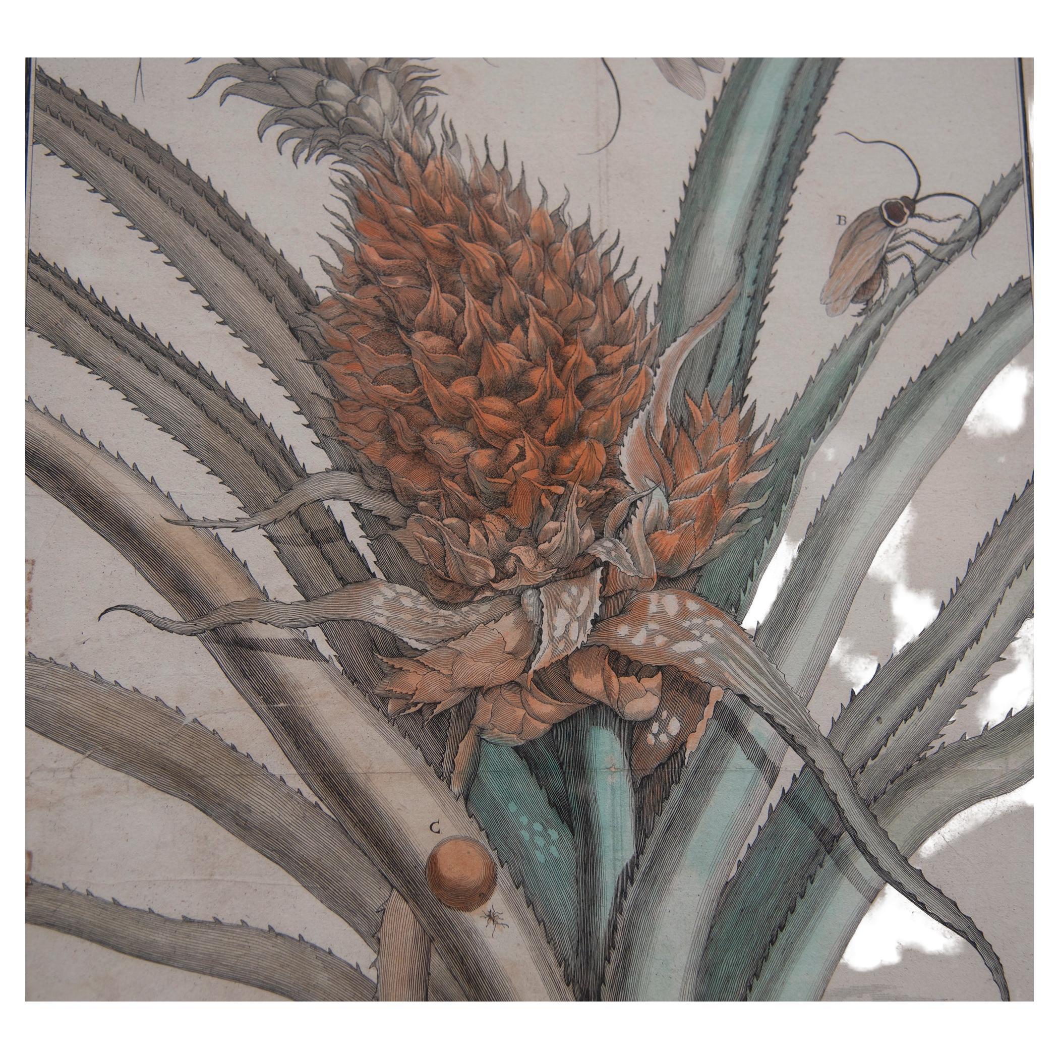 Paire de gravures d'ananas du 17ème siècle