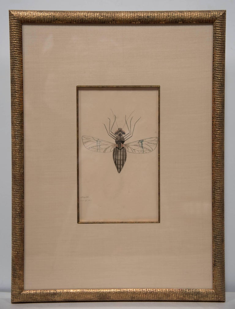 American WALTER SPIES Insect Watercolour Paintings [Set of 4] For Sale