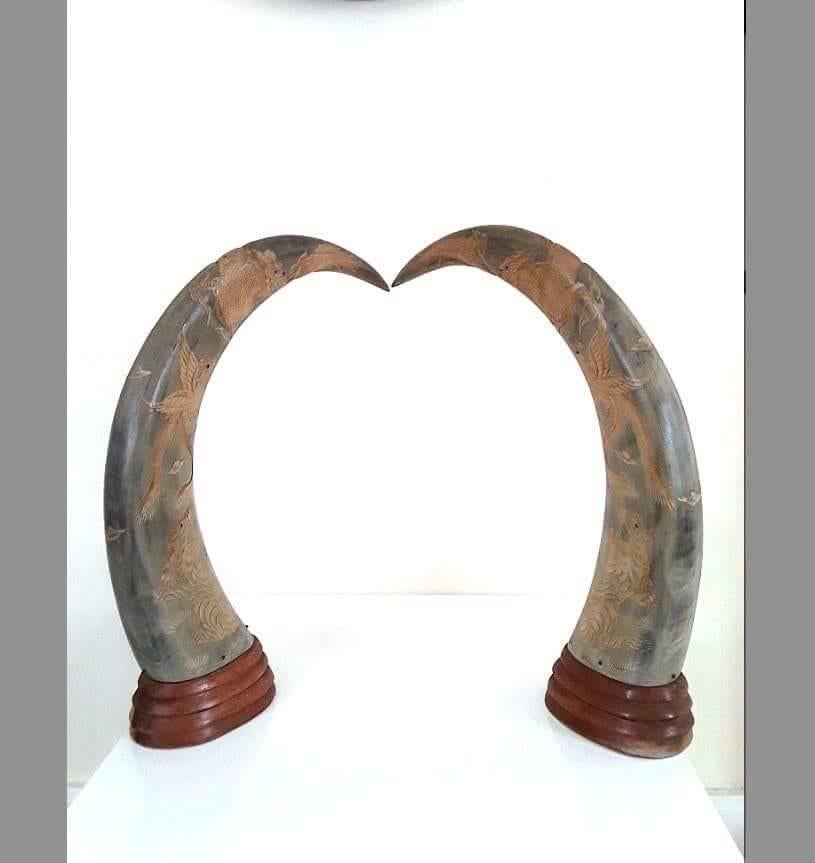 Pair of Mounted Horns, 1940's For Sale 1