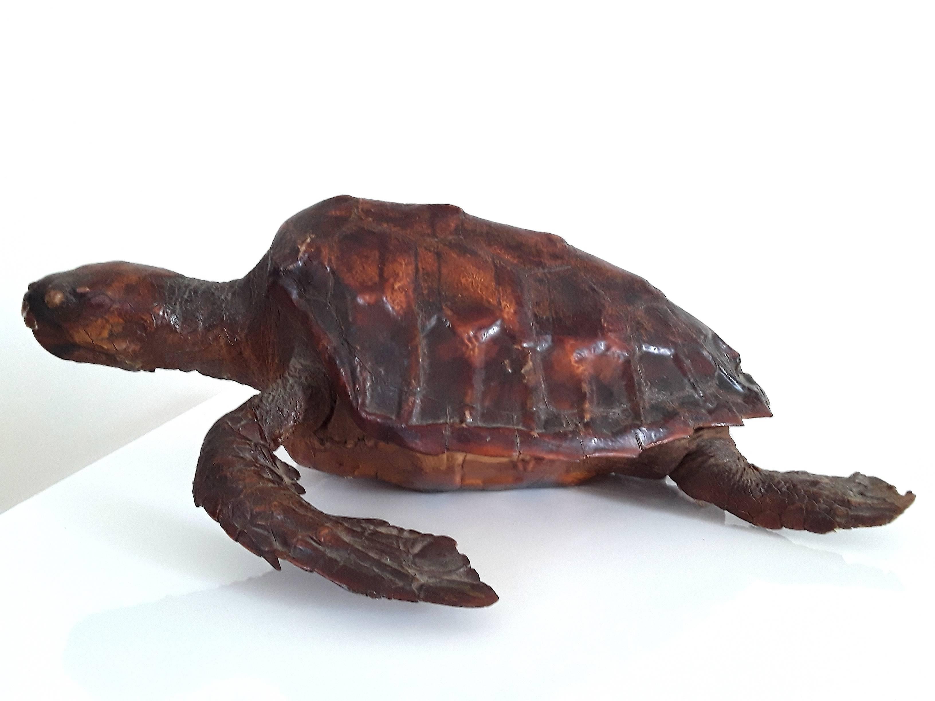 A fine example of early 20th century taxidermy hawksbill sea turtle.
