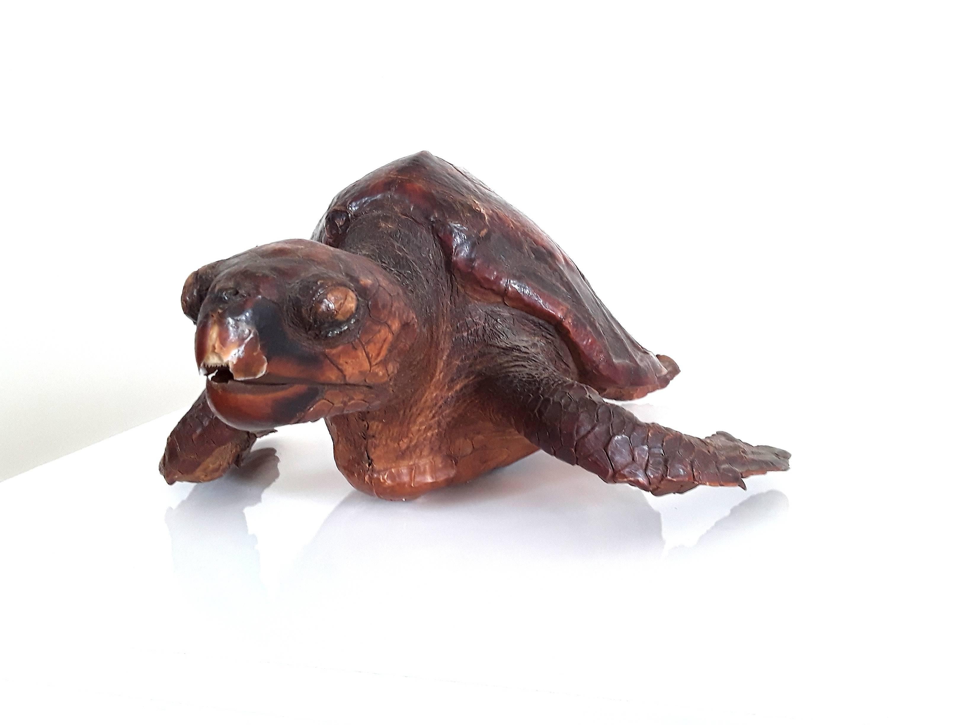 alligator snapping turtle taxidermy