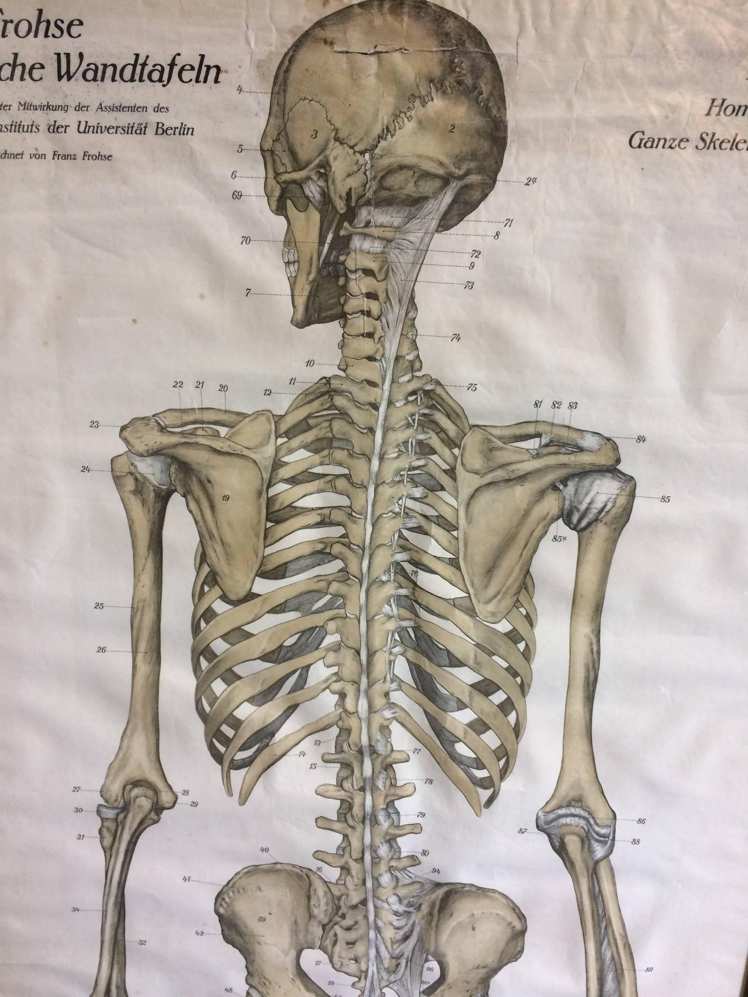 This is very rare original German chart.
 Drawn by Franz Frohse
custom-made frame and glazed.
In the 1910s Franz Frohse (University of Berlin) created a series of anatomical wall charts which became widely used internationally because of their