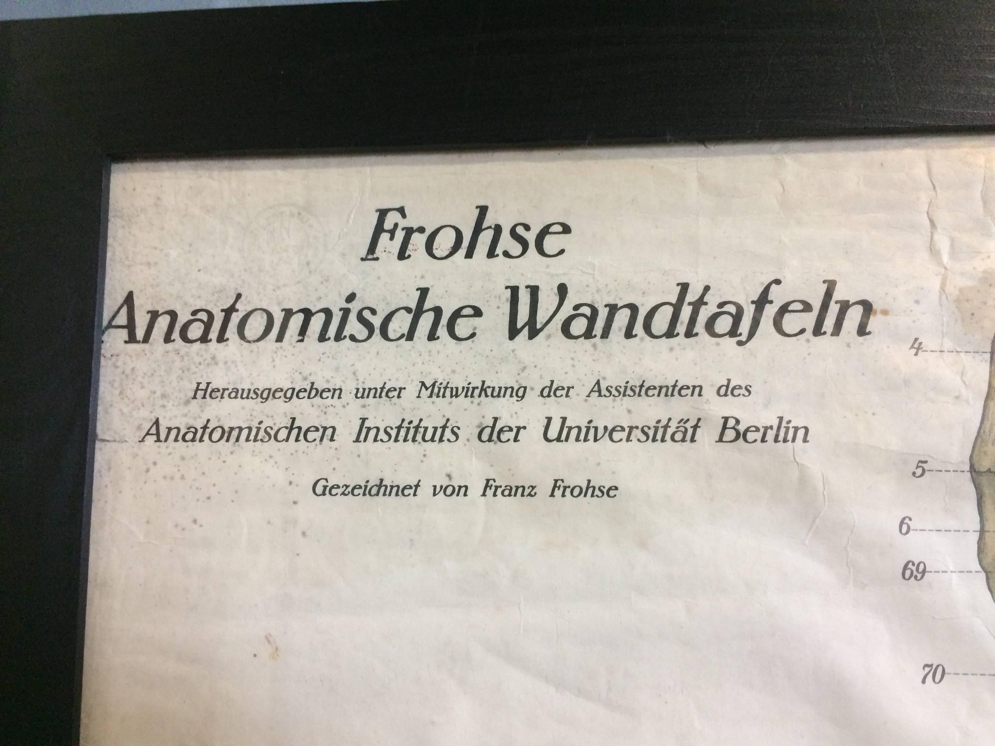 German Frohse Anatomical Chart For Sale