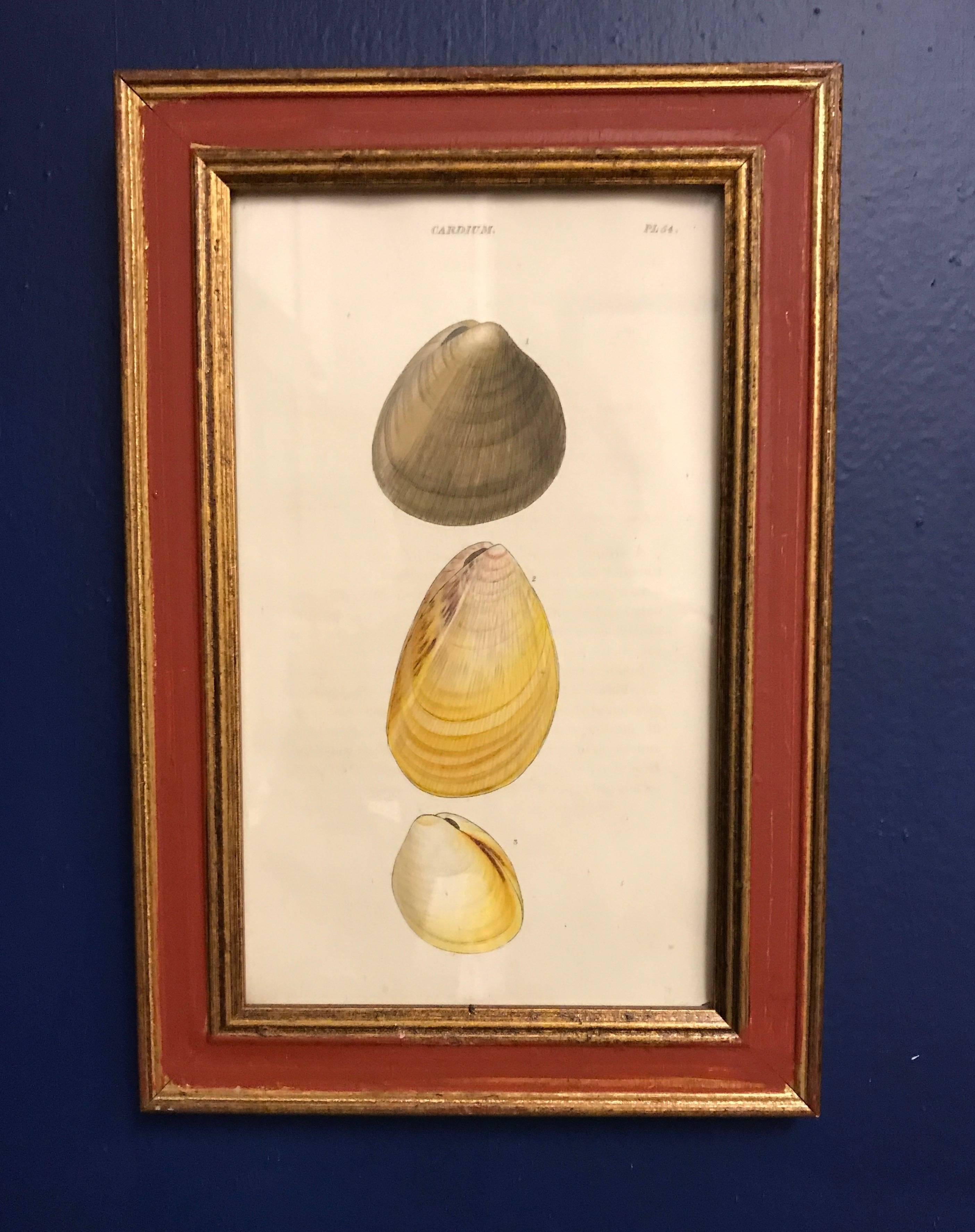 Lovely set of four shell engravings - by William Wood FRS, Britsh zoologist - from General Conchology, A Description of Shells, England 1815, hand decorated and red painted frames.