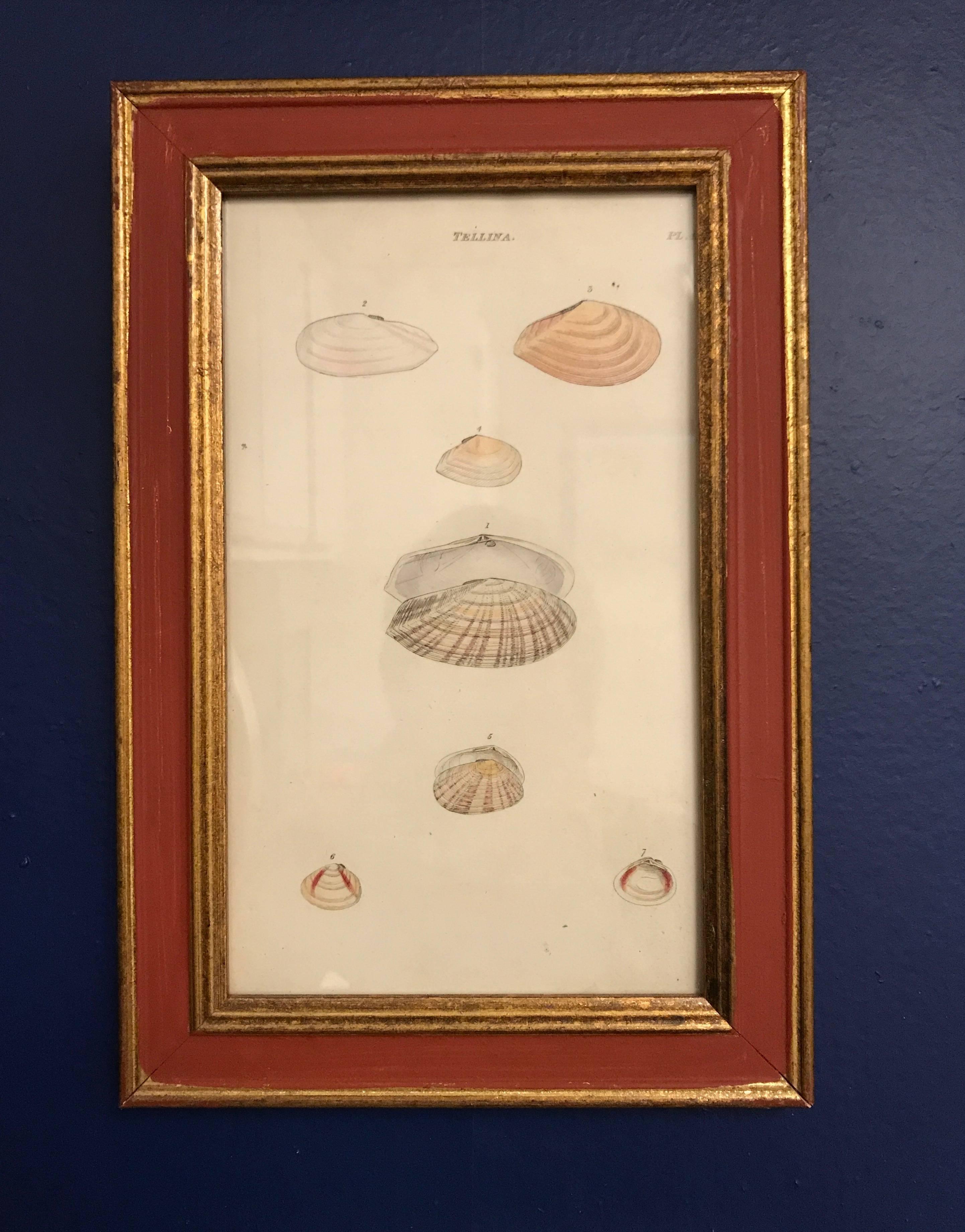 19th Century, Set of Four Shell Engravings In Excellent Condition For Sale In NEW YORK, NY